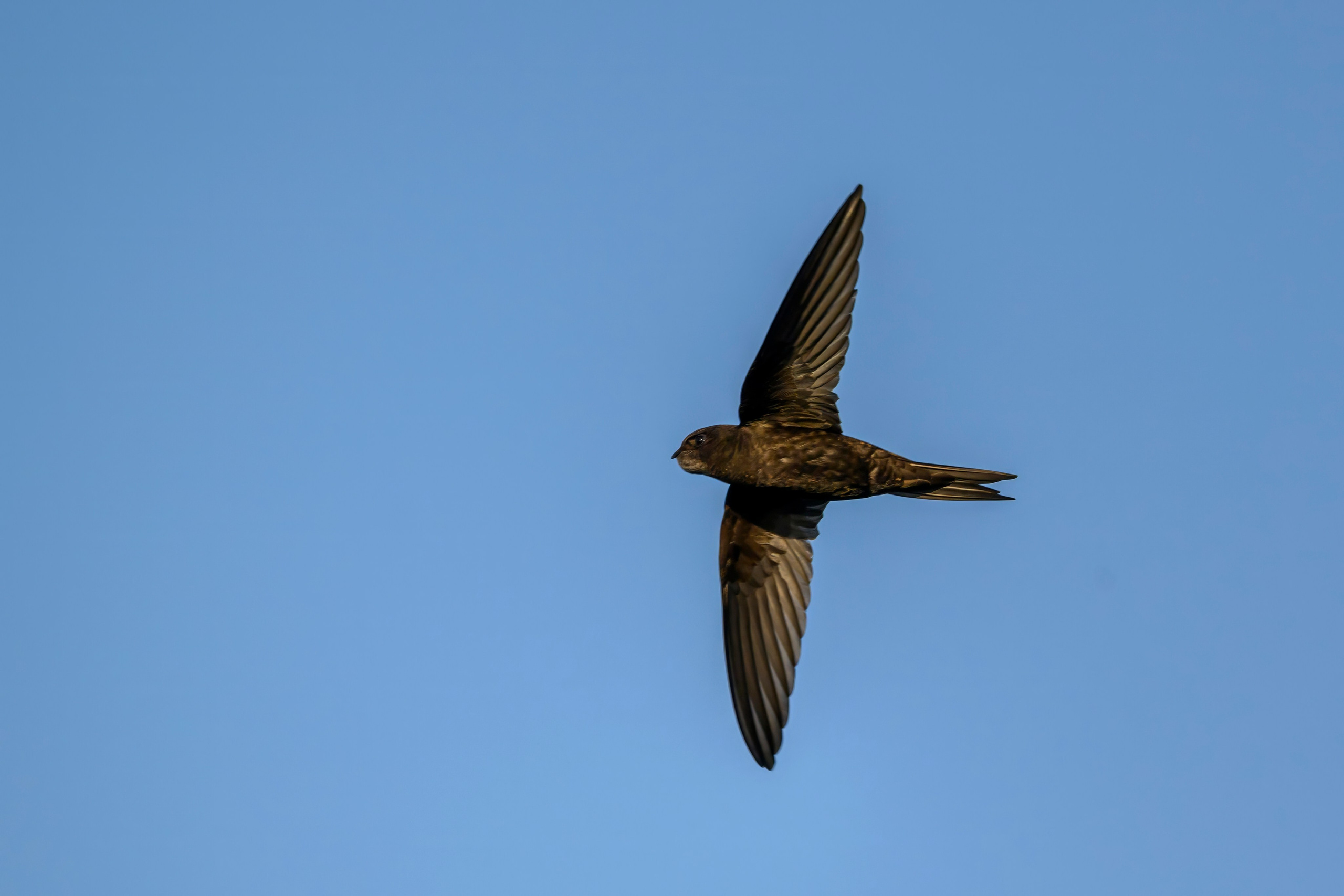Совы и кулики. Фотограф Сергей Пупонин