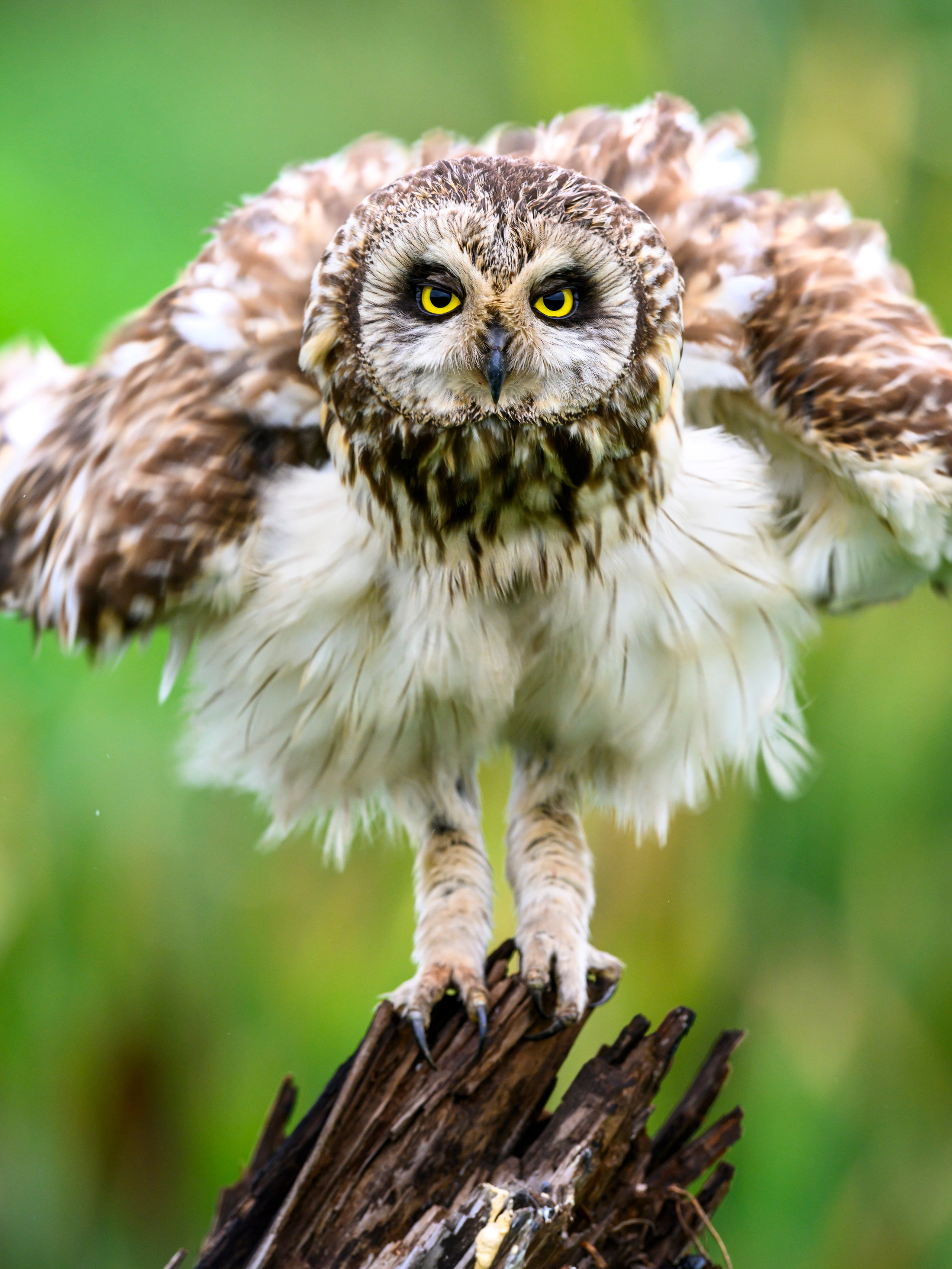 Эмоции совы. The emotions of the Owl. Wildlife photography by Sergey Puponin