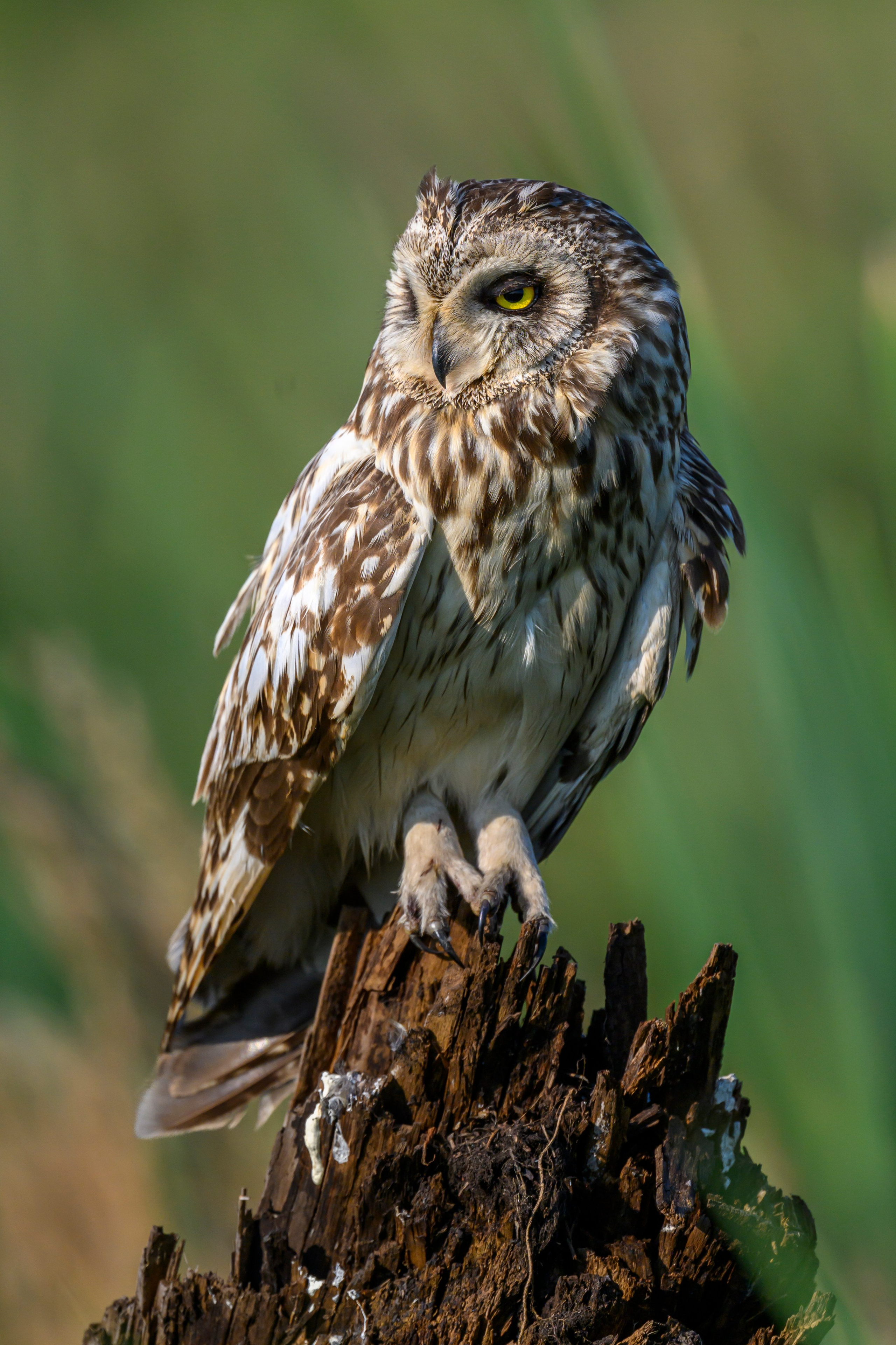 Совы умеют улыбаться. Owl can smile. Wildlife photography by Sergey Puponin