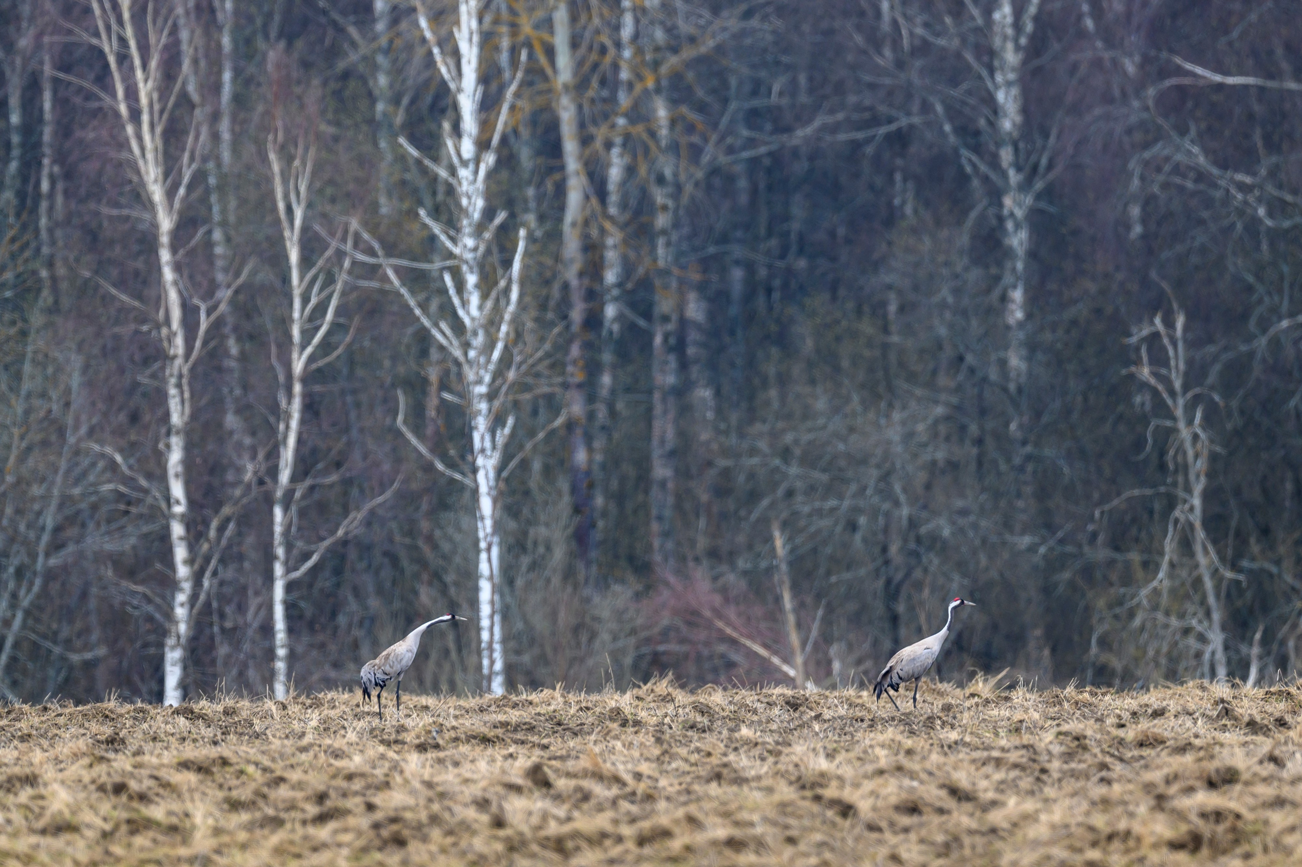 Лось и одинокий журавль. Wildlife photography by Sergey Puponin