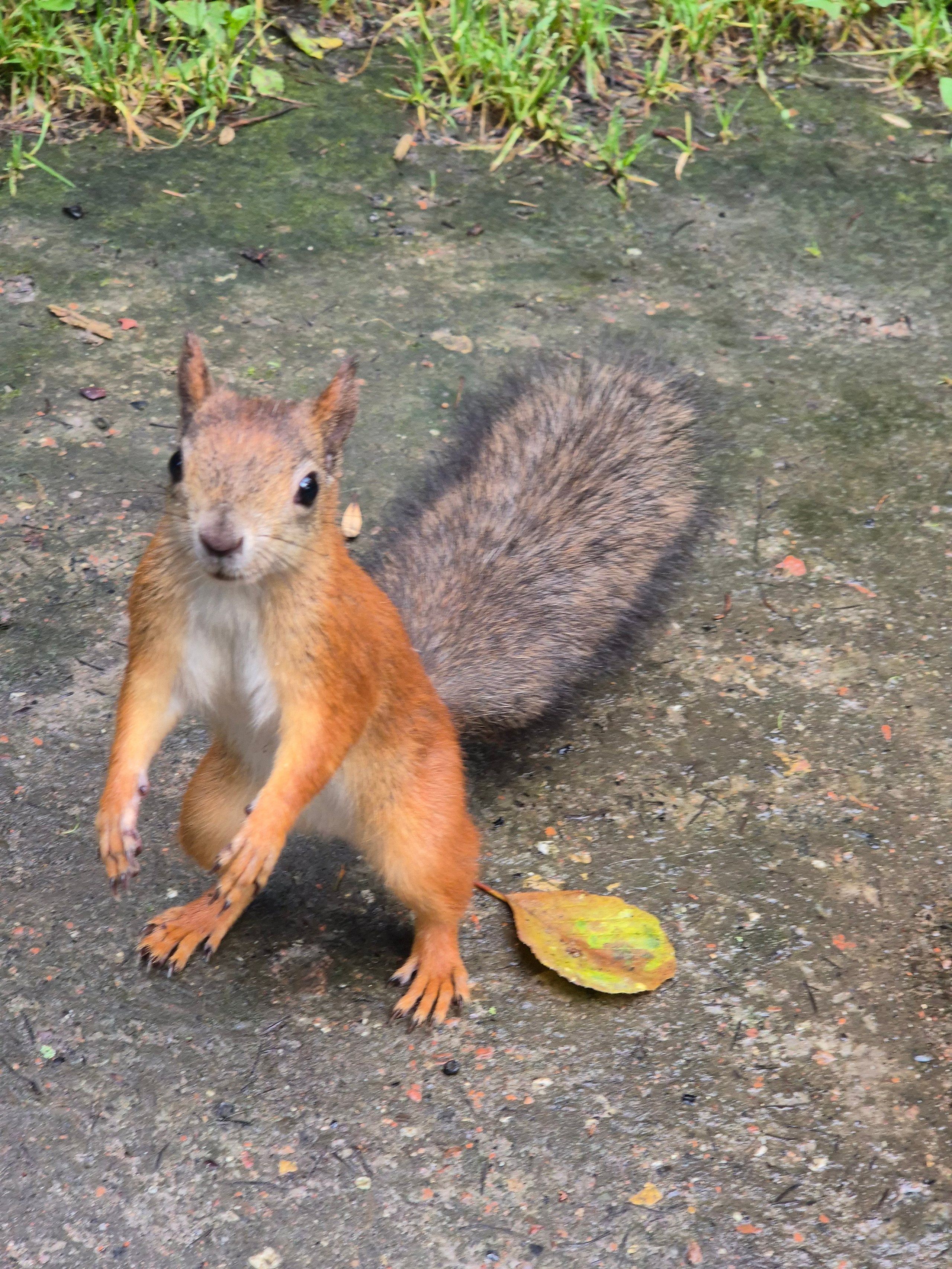 Белочки на Елагином выпрашивают (я бы сказал требуют, залезая на ноги) орешки
