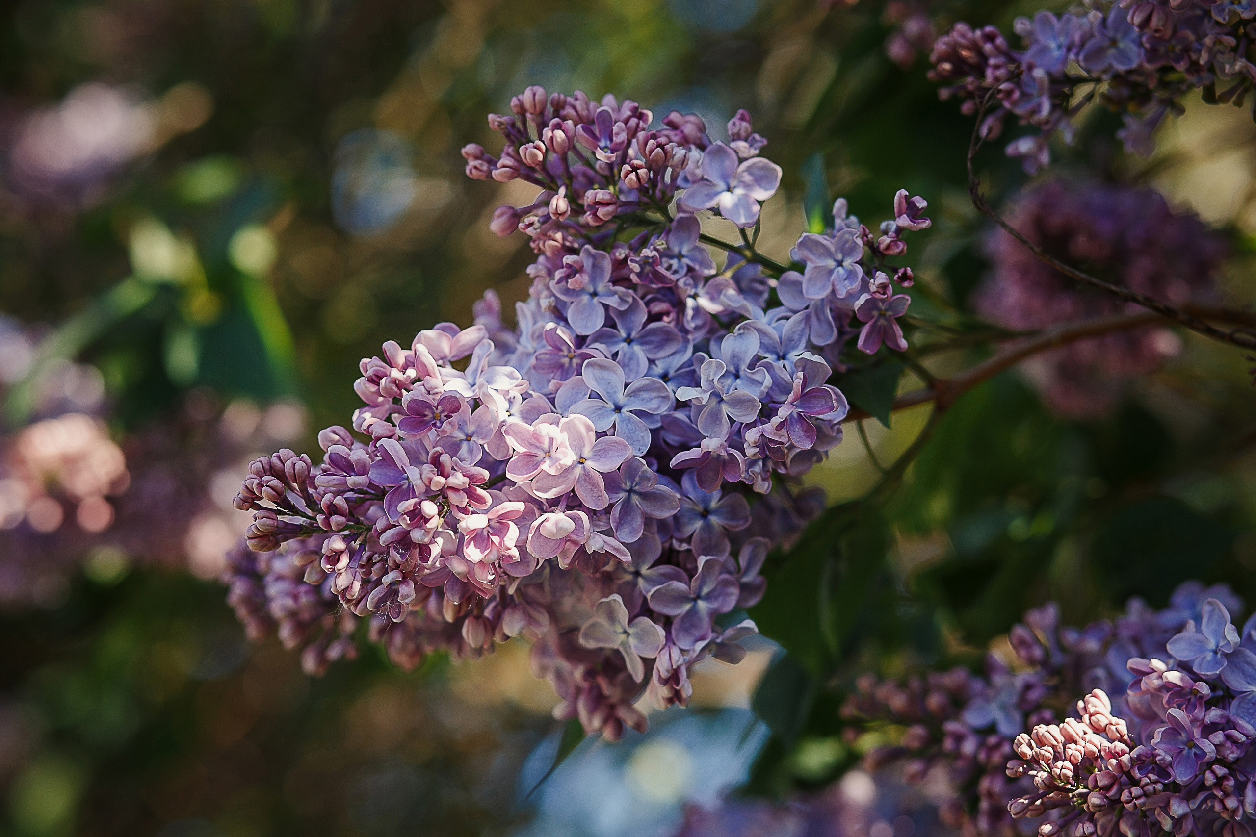 rina_sphoto, фотограф Катерина Сысуева, Рина Сысуева, сирень, сиреневый сад