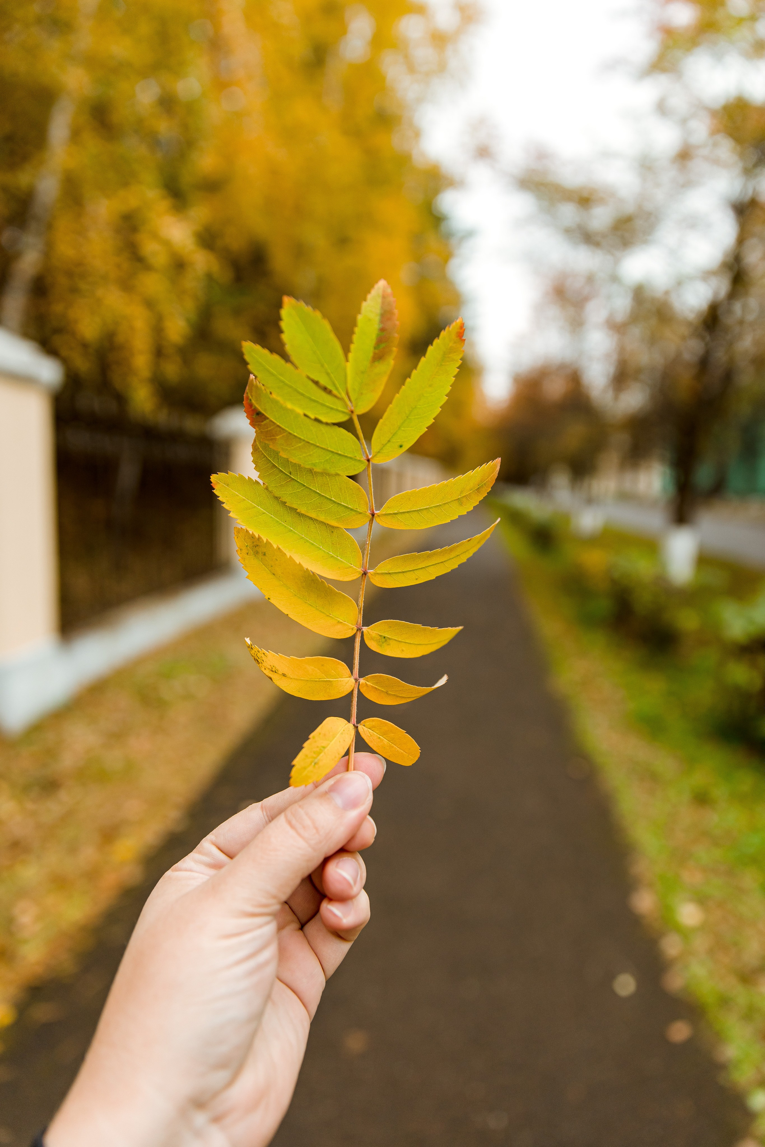 Осень в парке. Семейный и детский фотограф в Железногорске Саламахо Ольга