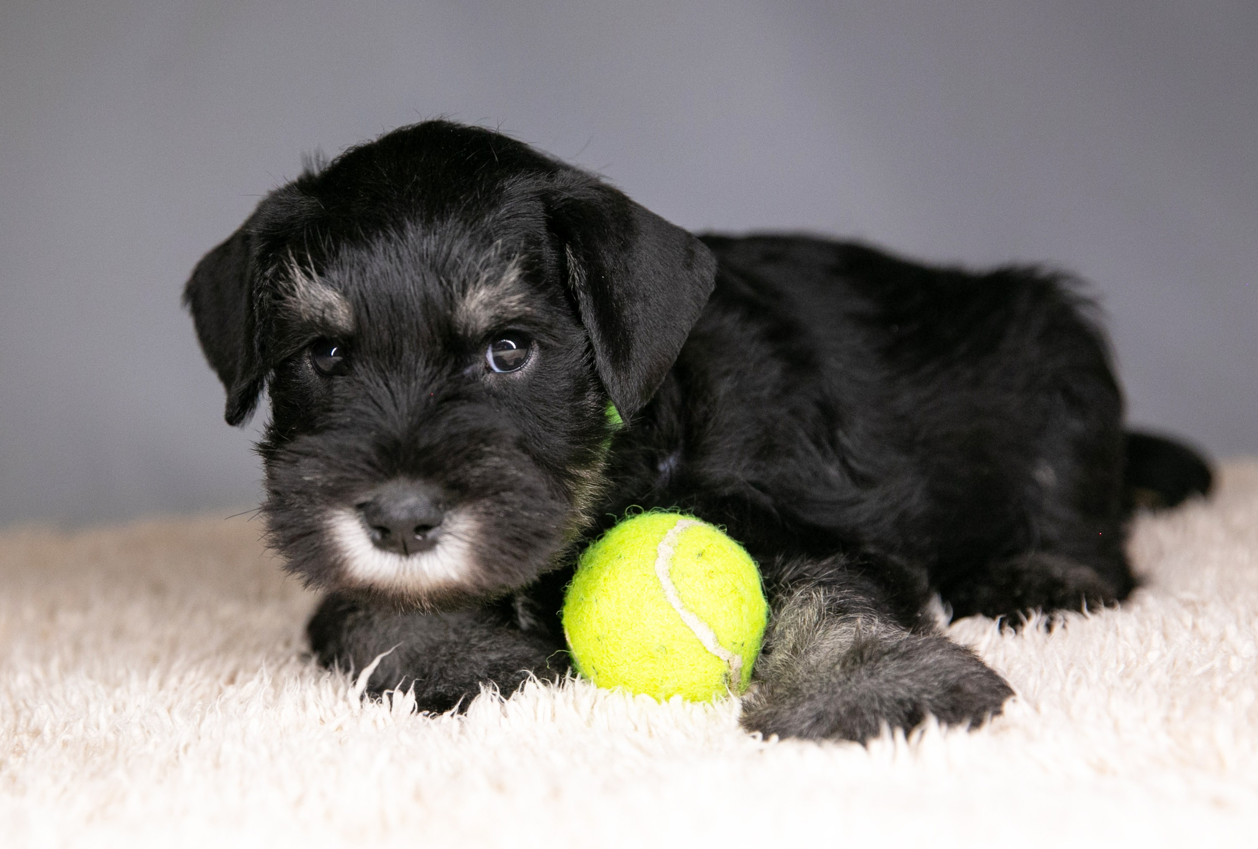 Щеночек предлагается! Юдай/ Делинсо Бэлэнс Юдай Гин-Куро/ Delinso Balance Yudai Gin-Kuro