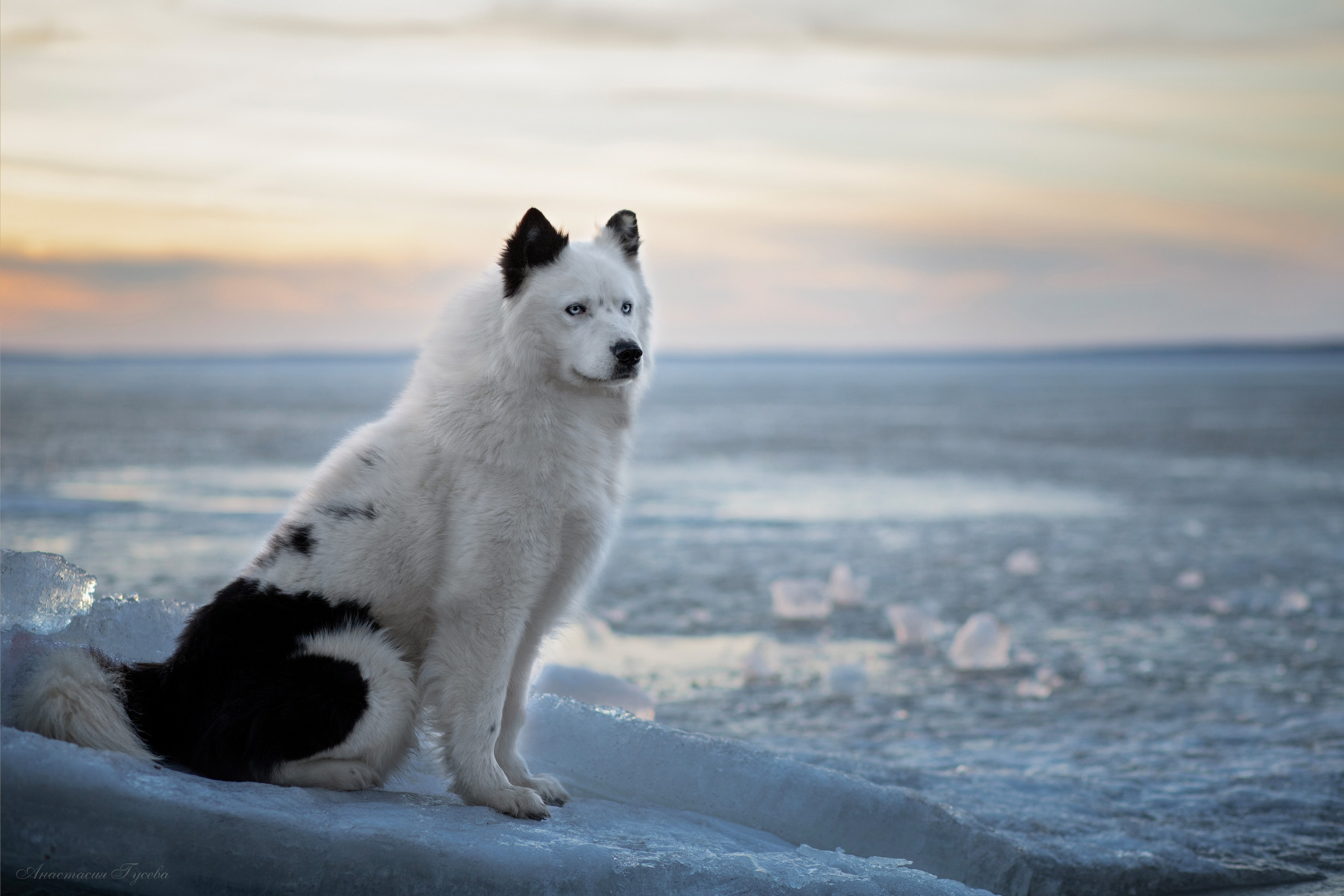 Семейный и анималист фотограф в Переславле Анастасия Гусева