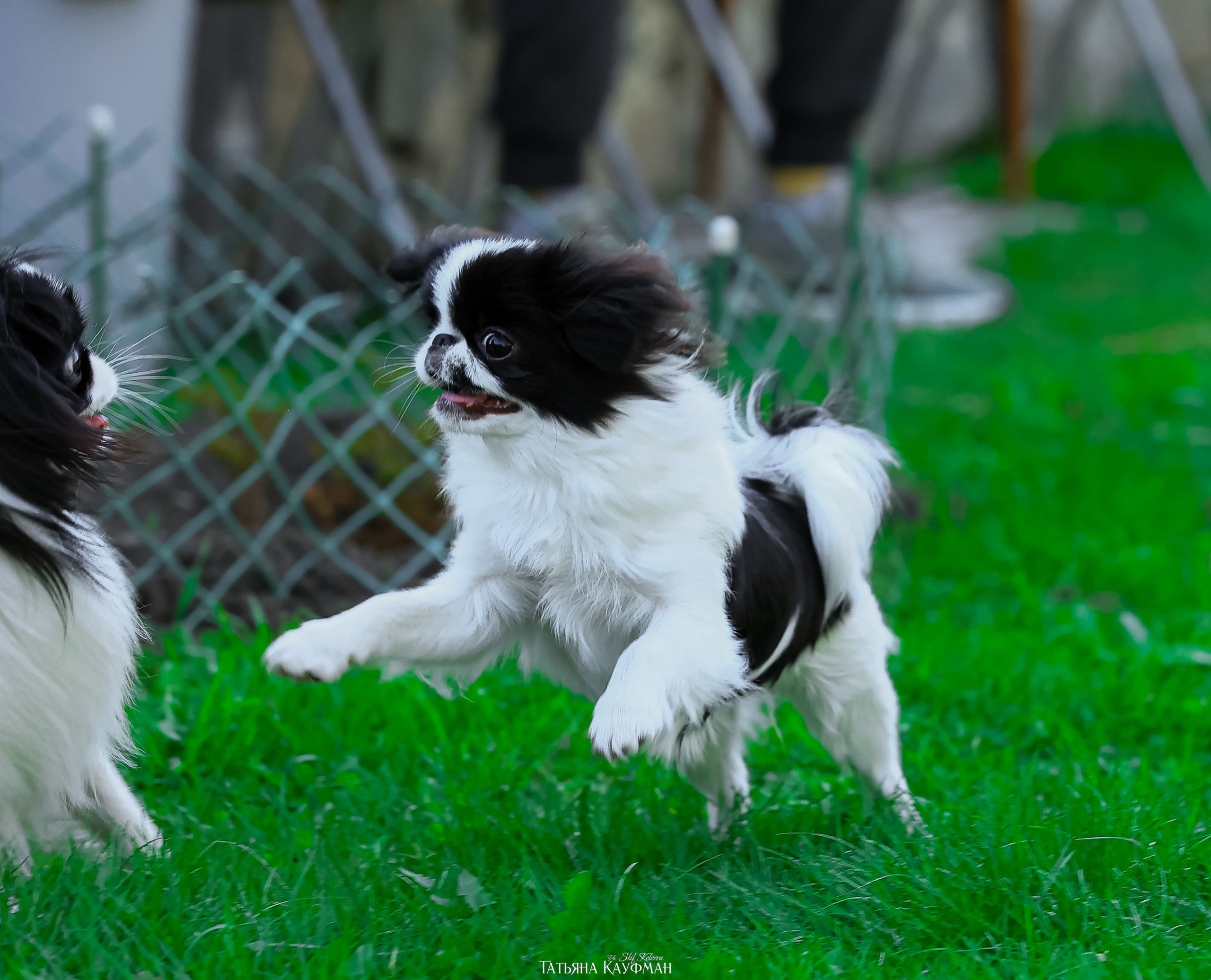 Японский хин, фотография японский хин, собака в цветах, красивая собака, фотограф анималист, фотокурс Анималистика, научиться фотографировать собак, фотограф Новосибирск