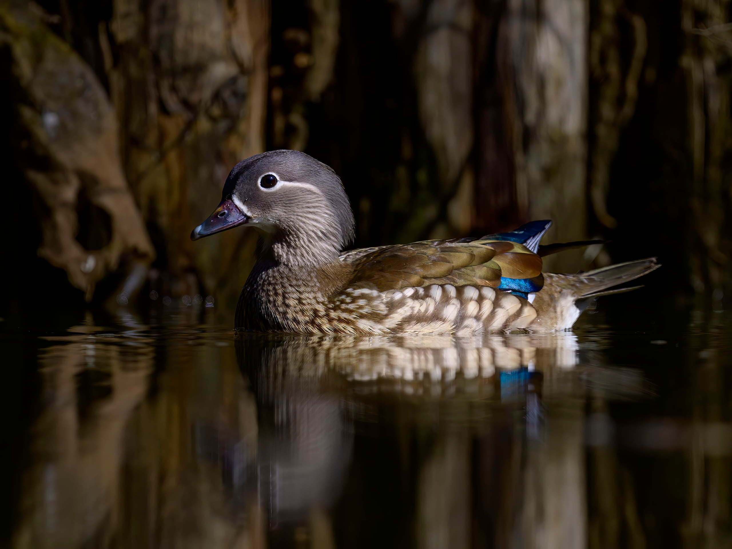 Мандаринки. Wildlife photography by Sergey Puponin
