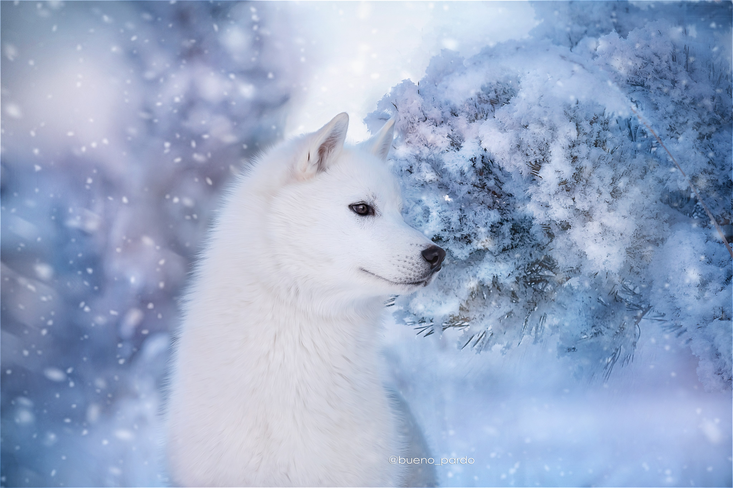 Собаки питомника Bueno Pardo. Питомник собак Акита, Хаски, Корги