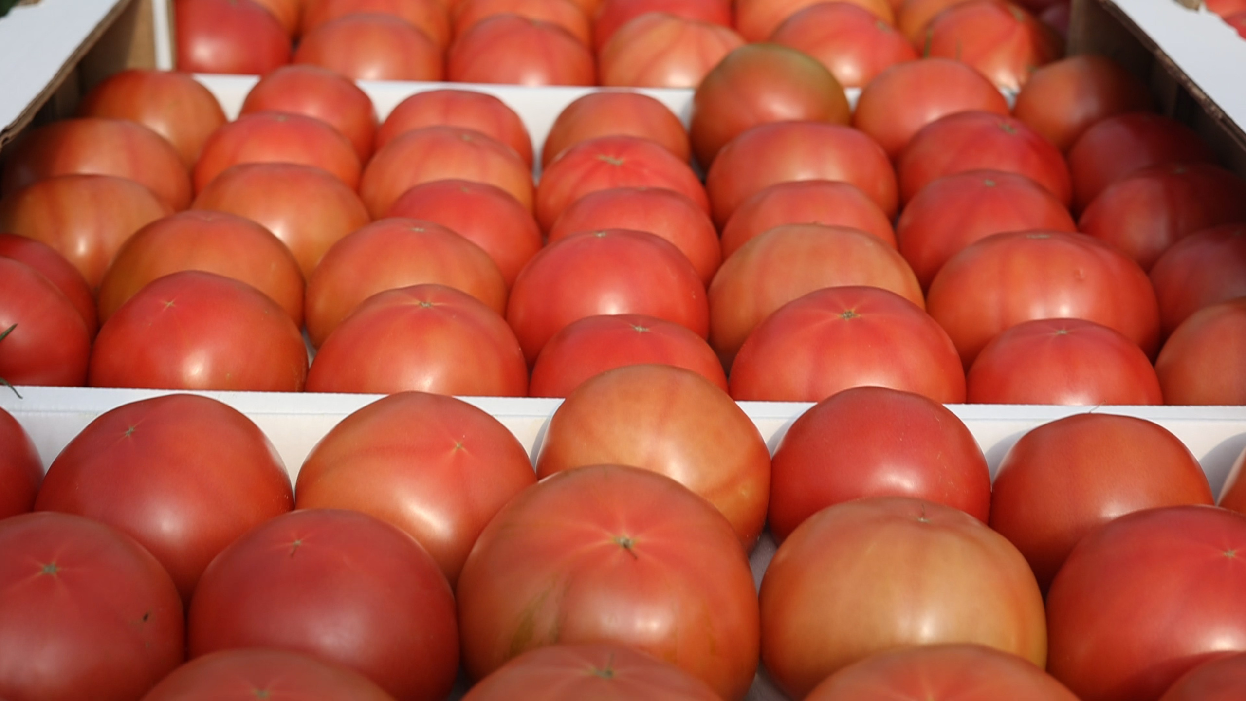 БИОЭНЕРГИЯ — Производство субстрата для теплиц, маты для выращивания