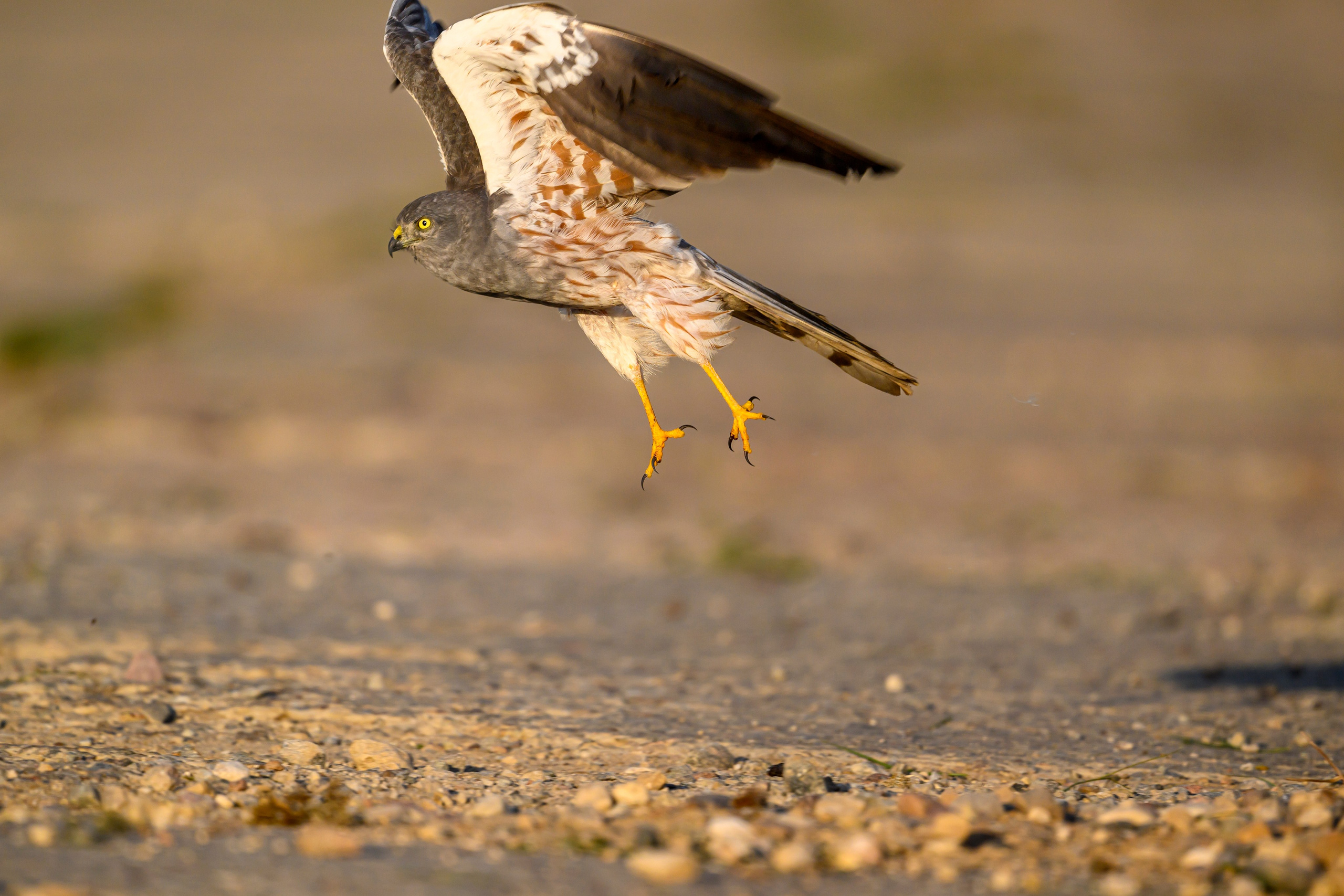 Лунь и коршуны. Harrier and Kites. Wildlife photography by Sergey Puponin