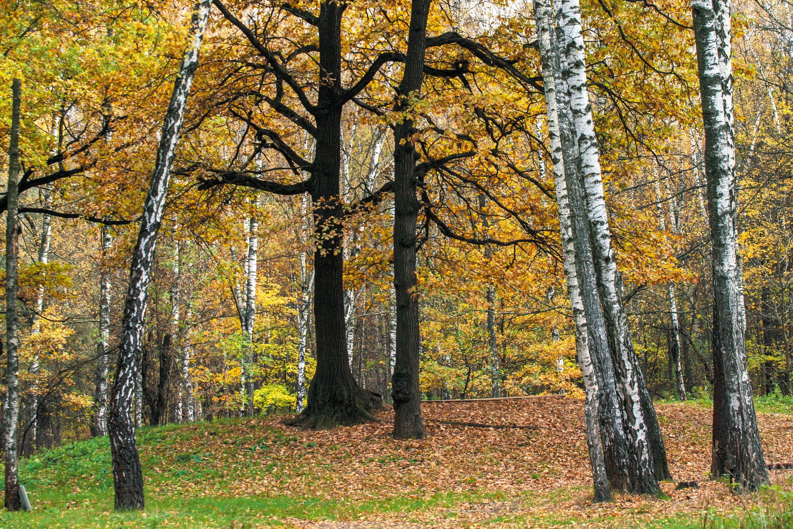 Портрет дерева. Свадьбы, портретная, предметная съемка. Фотограф Александр К