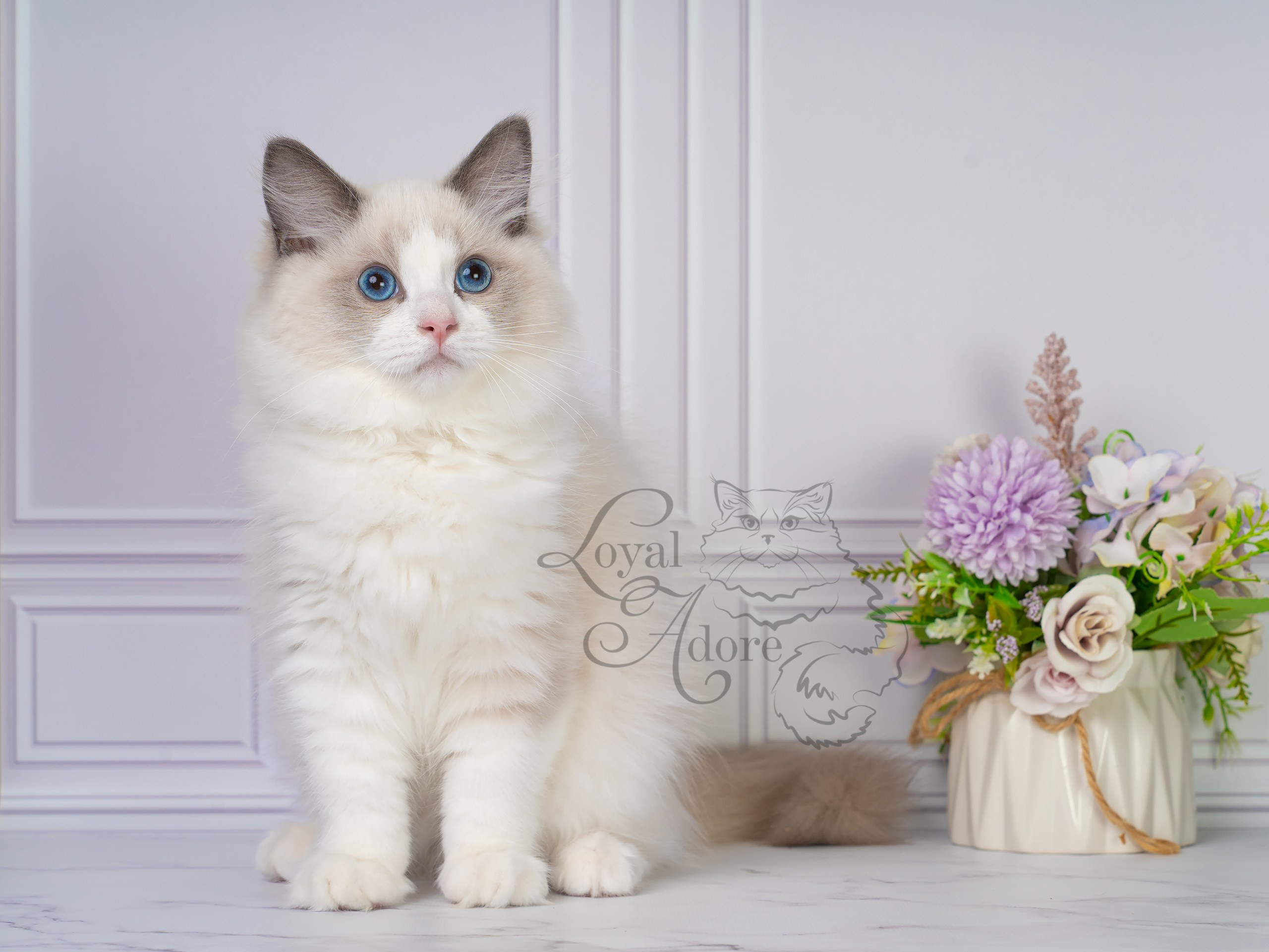 Котята рэгдолл от Loyal Adore. Питомник рэгдолл Loyal Adore