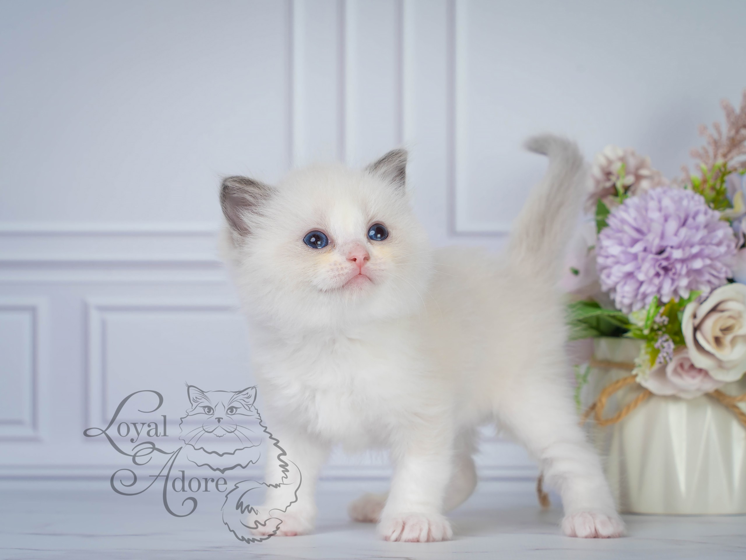 Все свободные котята. Питомник рэгдолл Loyal Adore