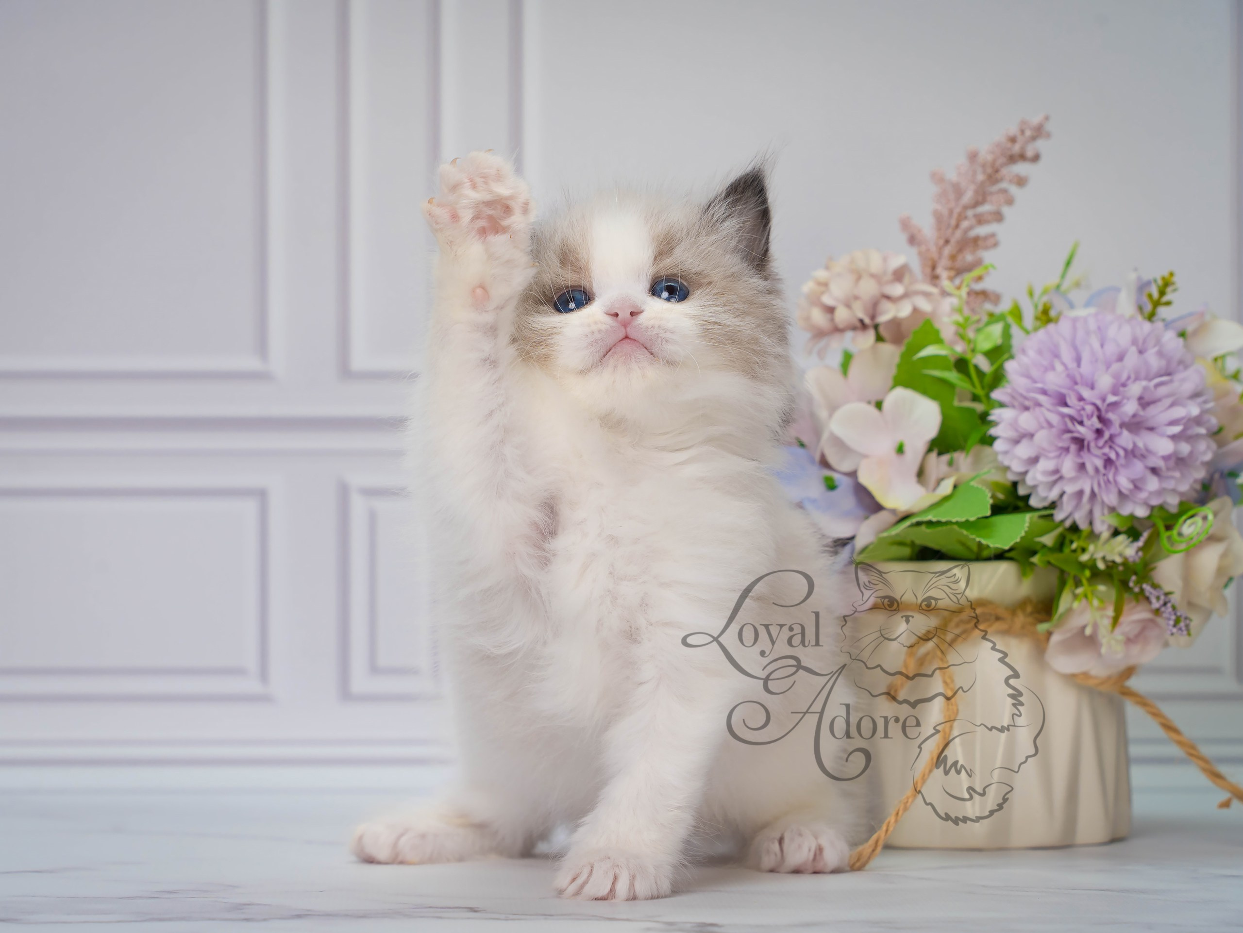Котята рэгдолл от Loyal Adore. Питомник рэгдолл Loyal Adore