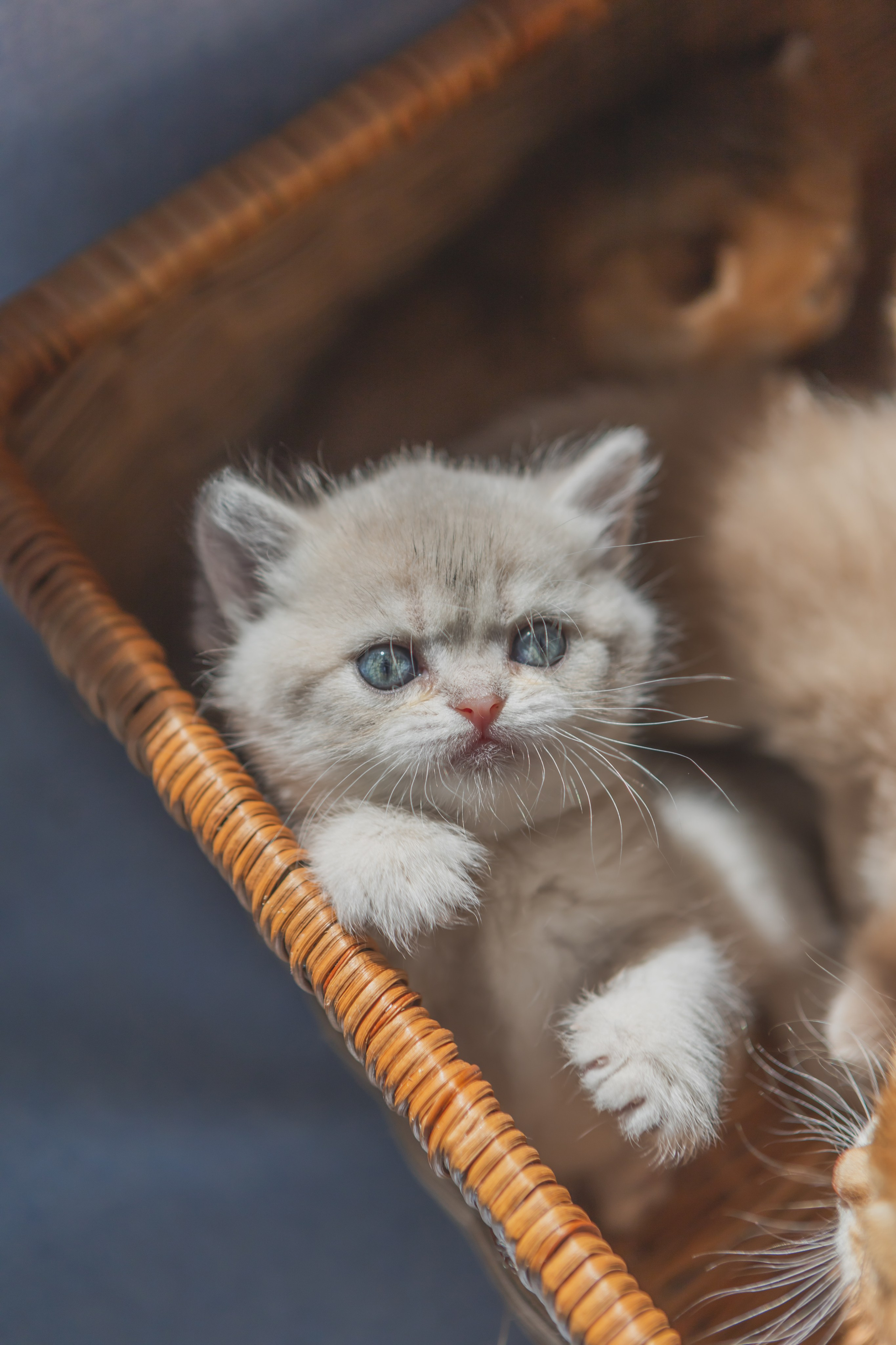 Прайс-лист Фотосъемка. AI-контент (генерации ИИ-фото и видео), стоковые фотографии Калининградской области