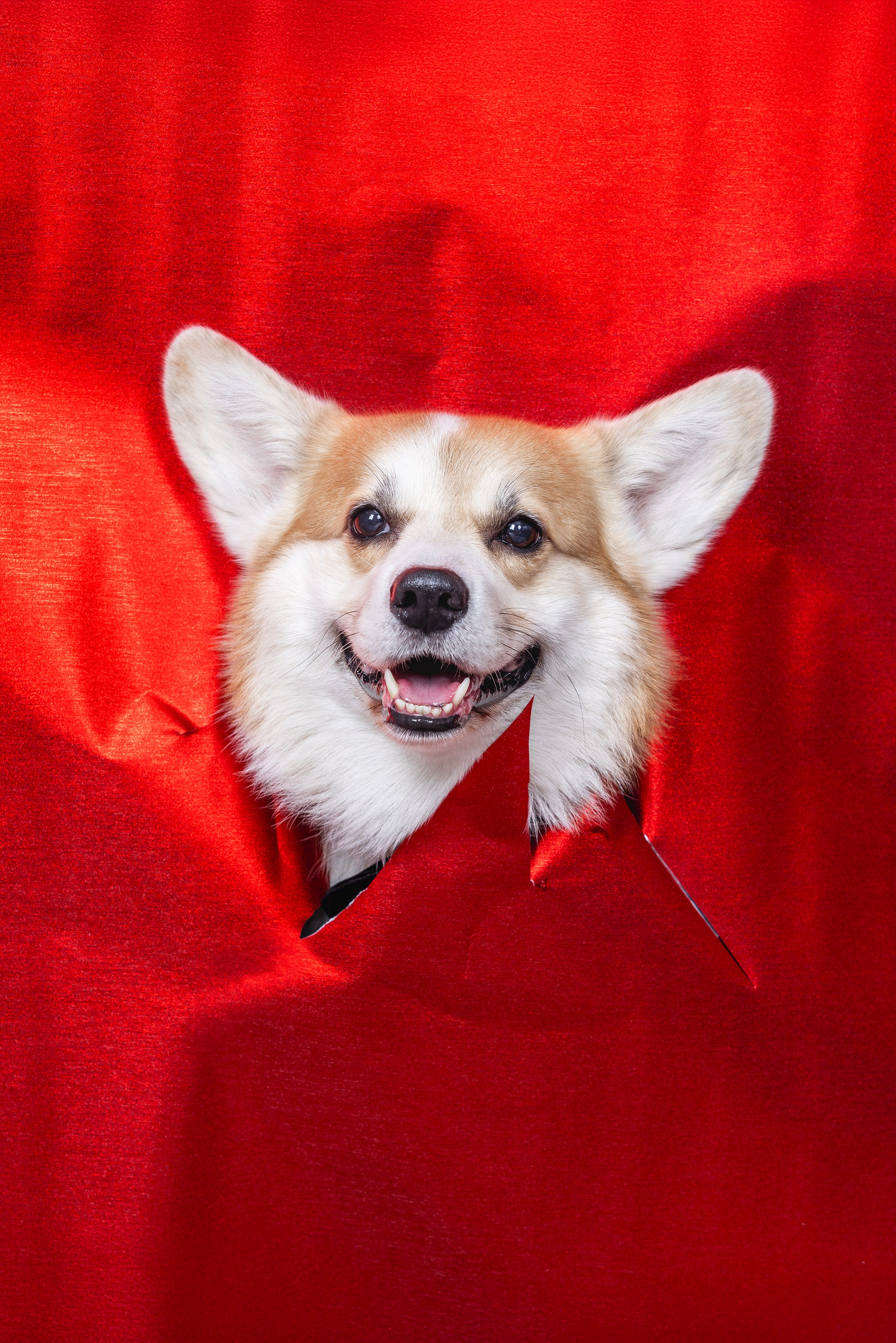 Фотограф Алена Звездина