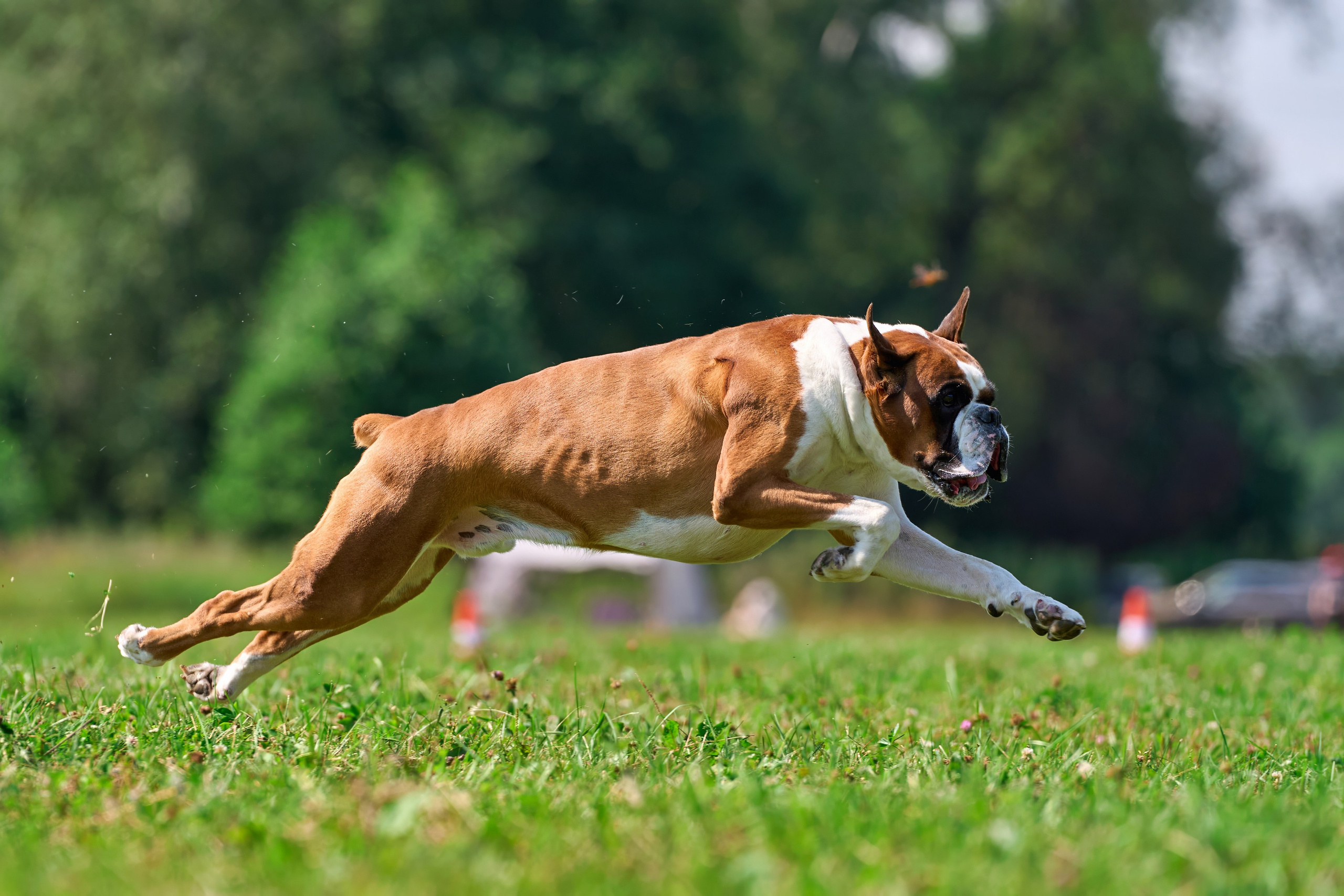 Тренировка в Донино. Фотограф-анималист Михаил Манухин