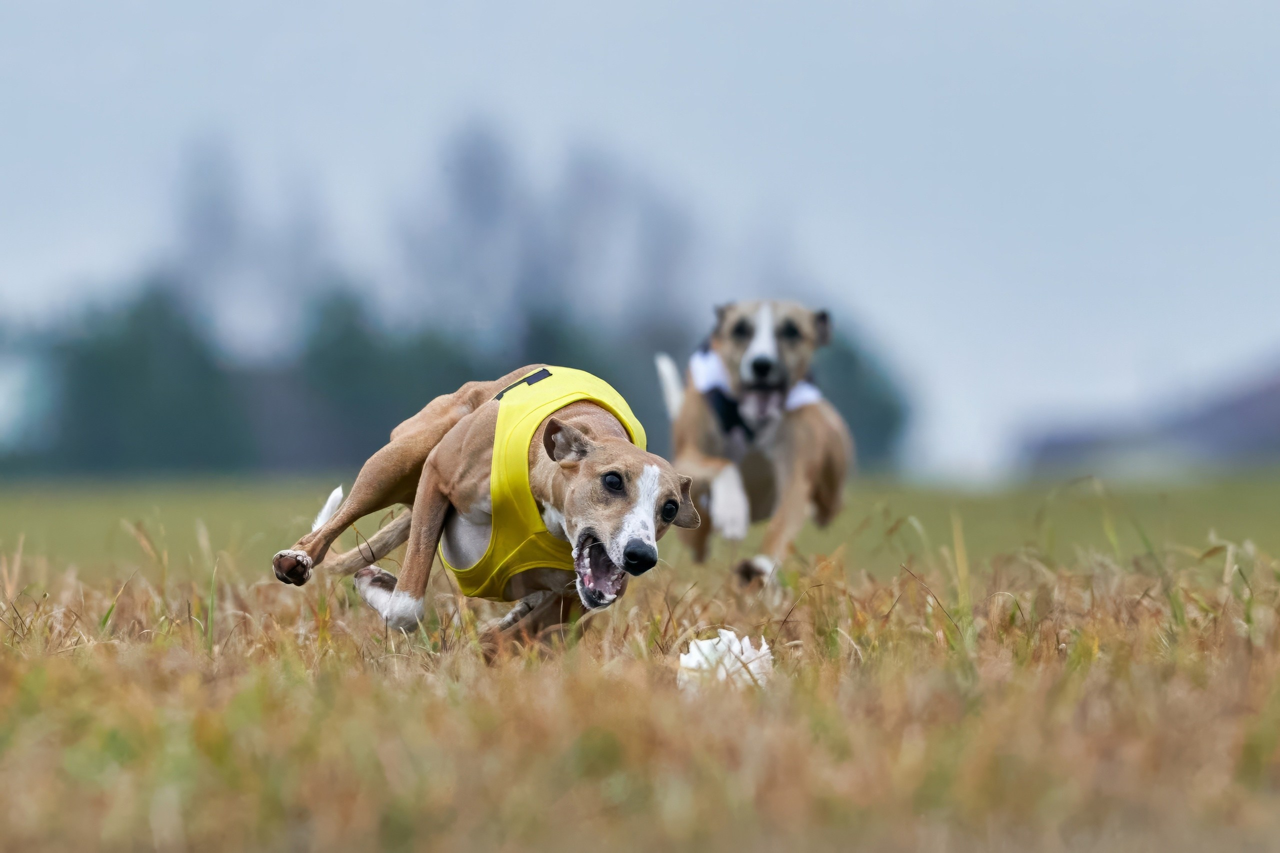 Состязания свор «Тройки». Фотограф-анималист Михаил Манухин