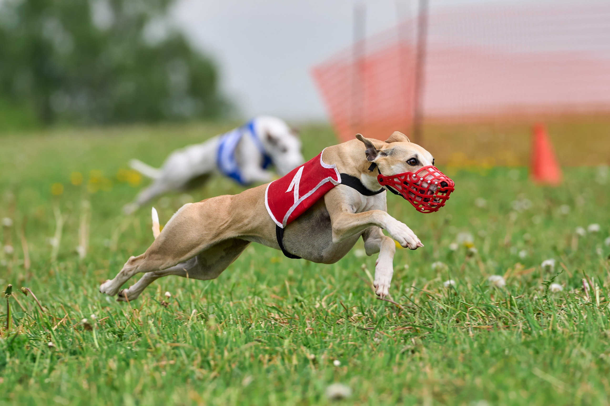 Квалификация по рейсингу. РАЛББ и Курсинг на Ярославке. Фотограф-анималист Михаил Манухин