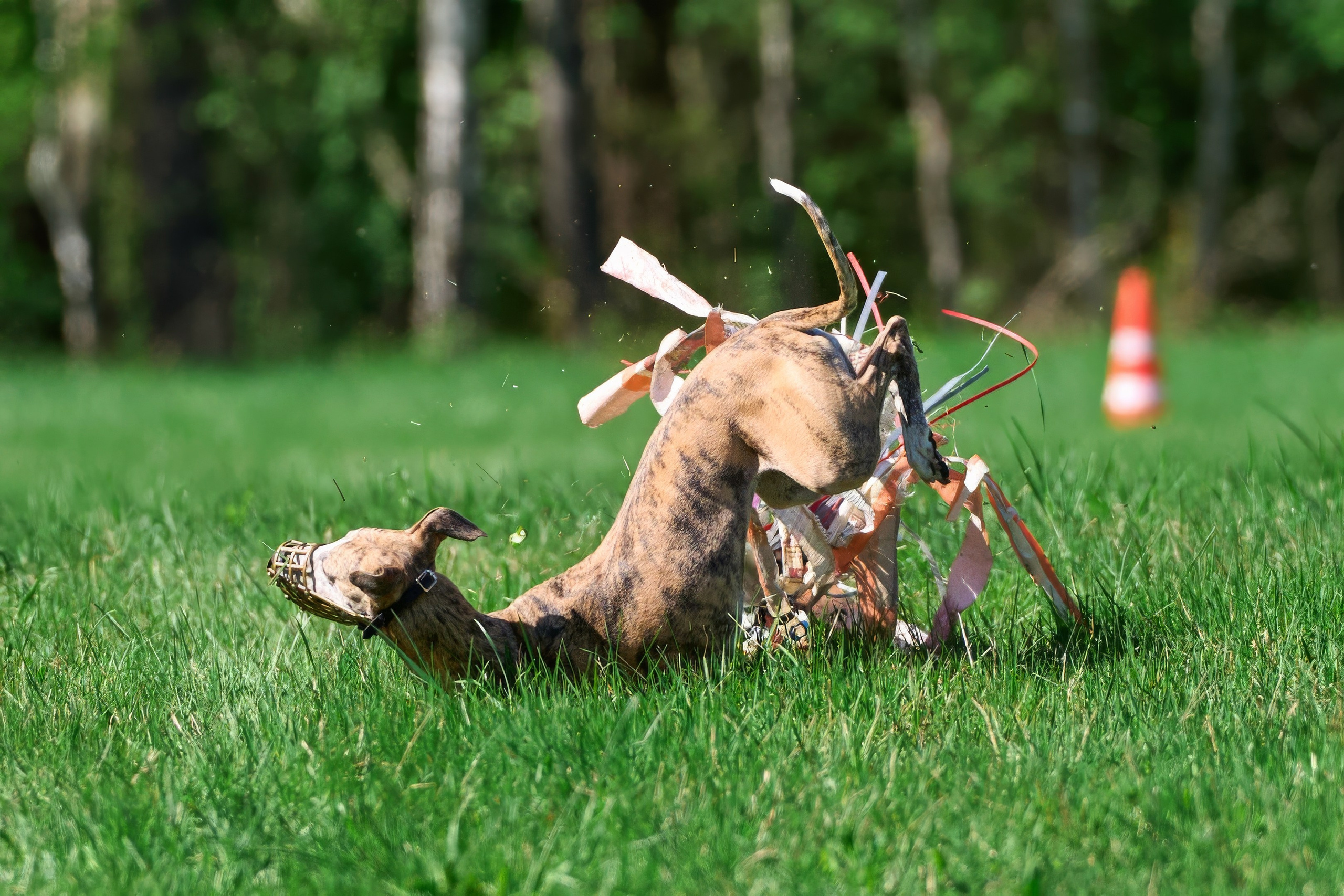 Тренировка по курсингу Донино. Фотограф-анималист Михаил Манухин