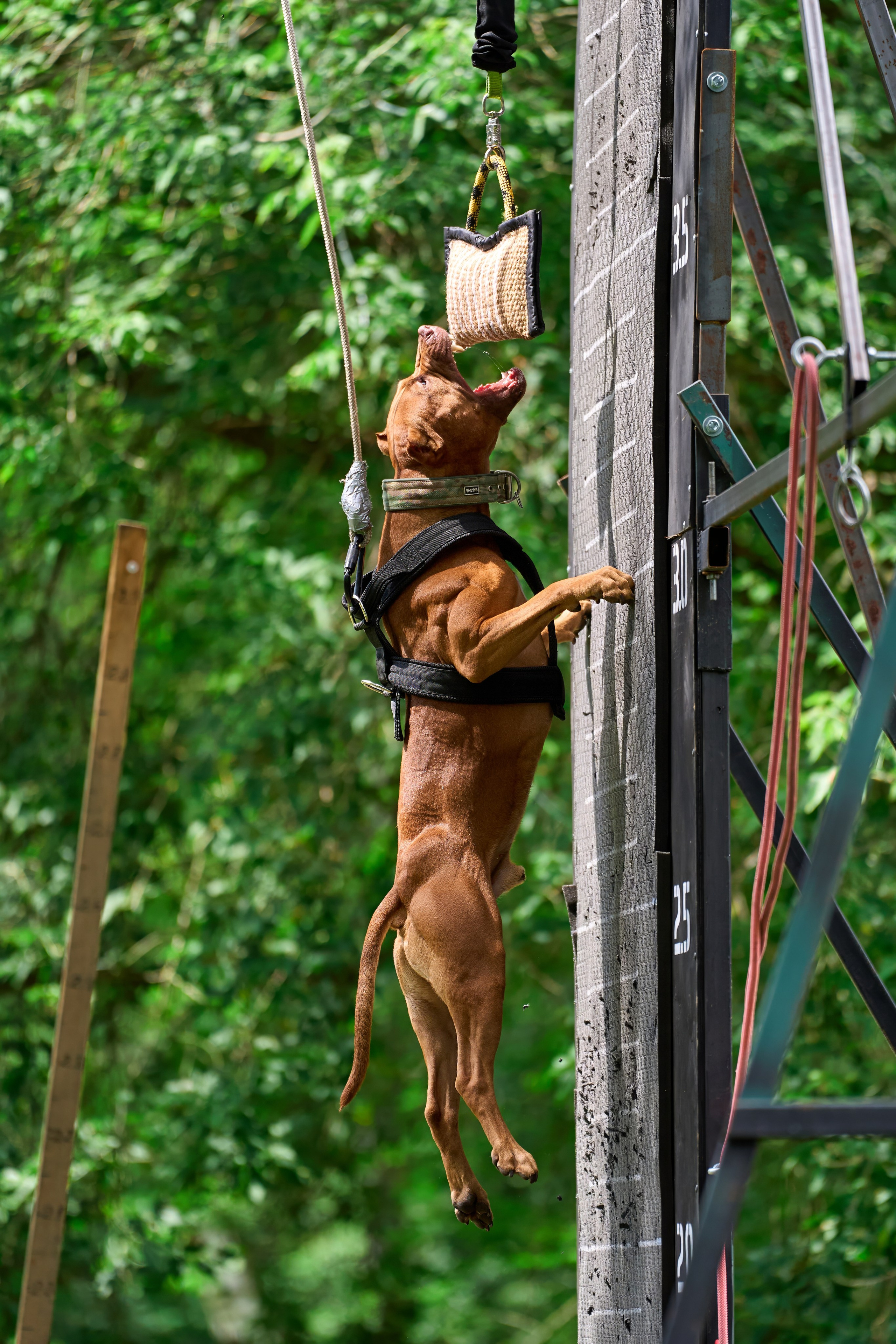Jump'n'Gym JUMP! — 2024. Фотограф-анималист Михаил Манухин