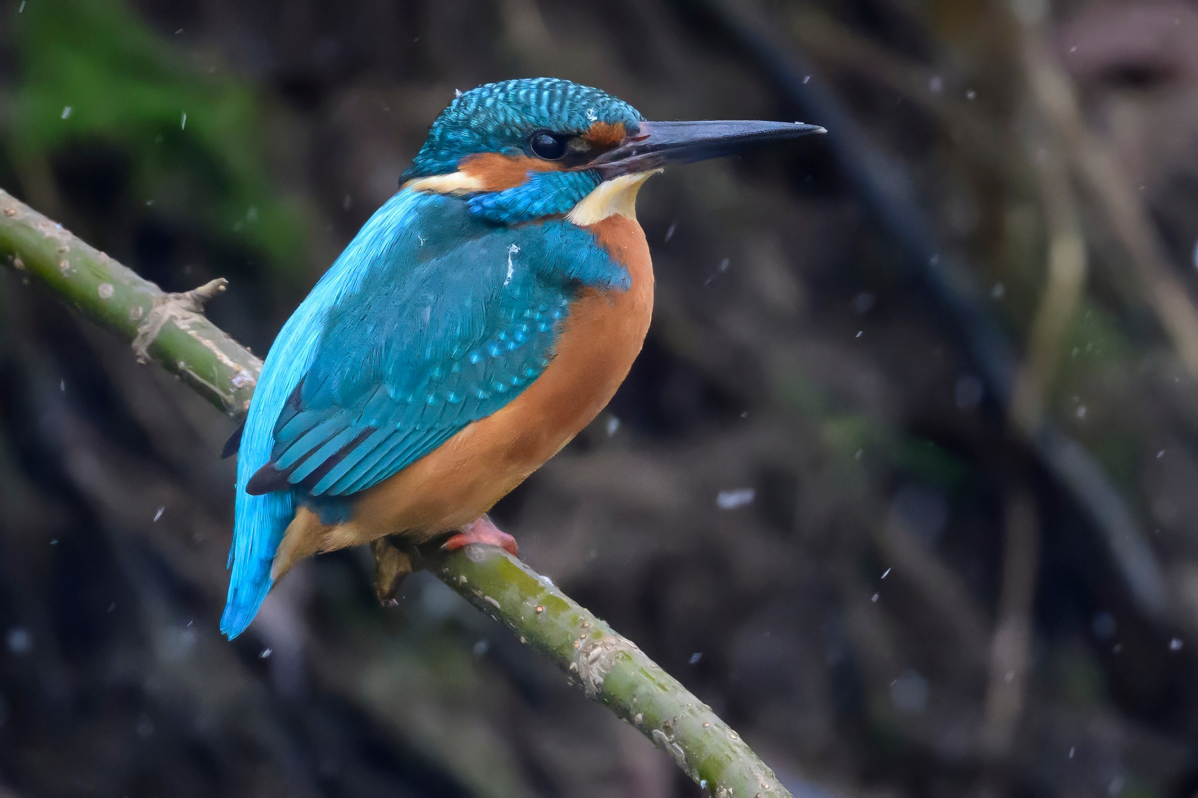 Зимородок KingFisher. Фотограф Сергей Пупонин