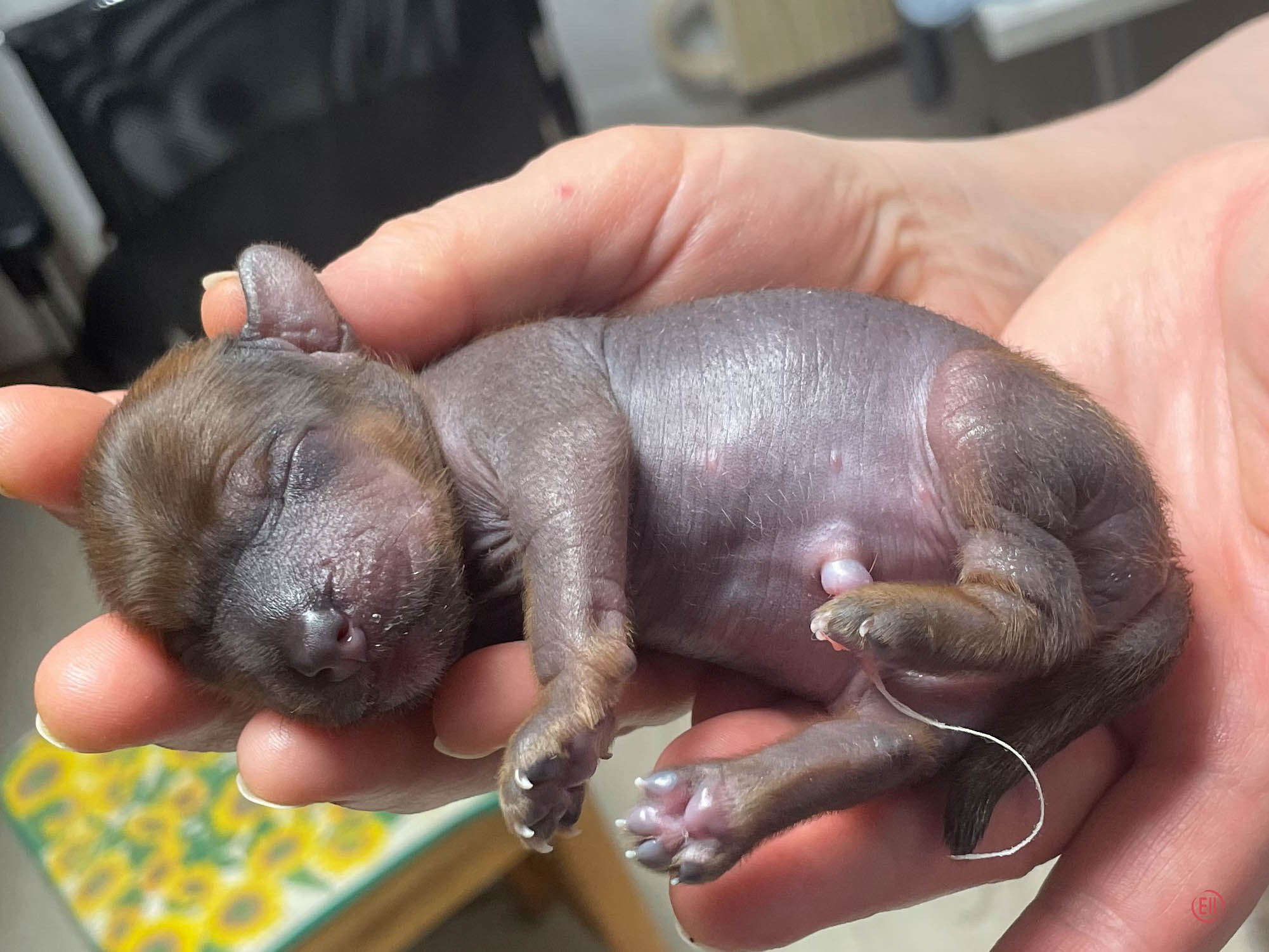 День рождения. Голая девочка.