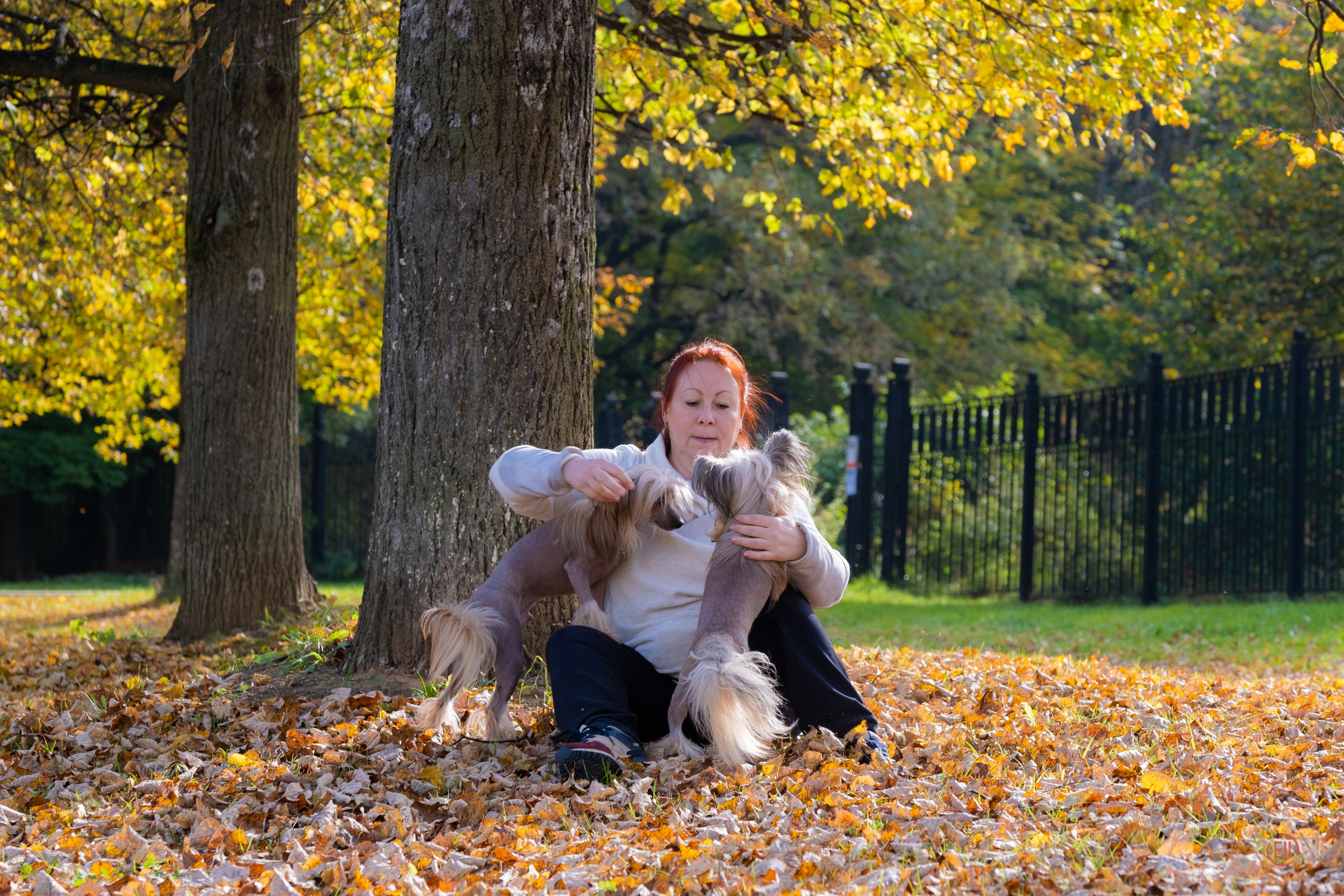 On a walk. Chinese Crested Dog Kennel Poale Ell