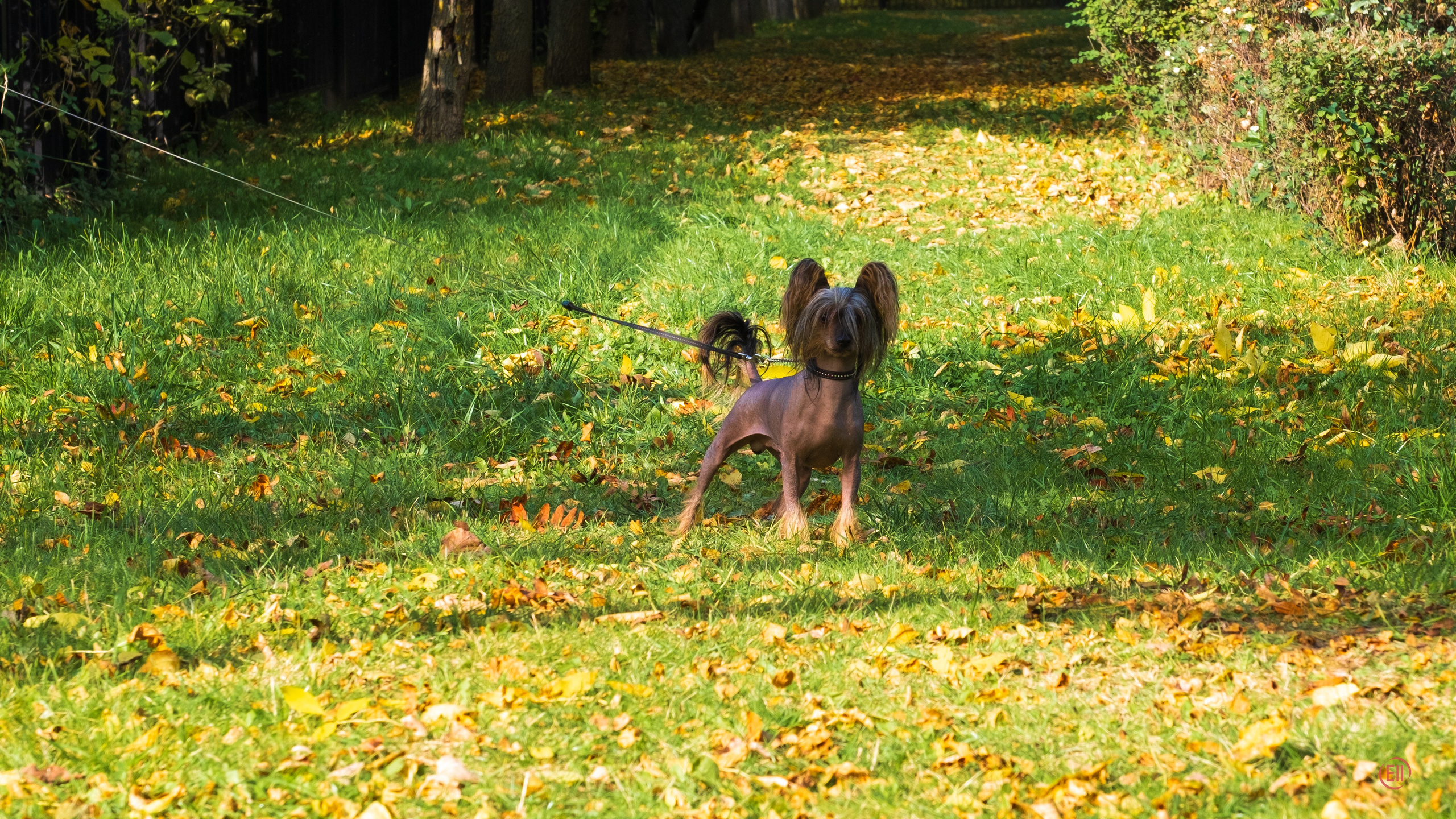 On a walk. Chinese Crested Dog Kennel Poale Ell