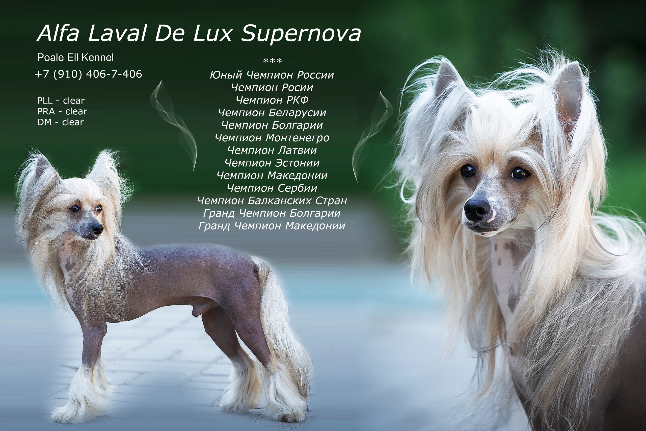 Alfa Laval De lux Supernova. Питомник китайских хохлатых собак Poale Ell: купить щенка