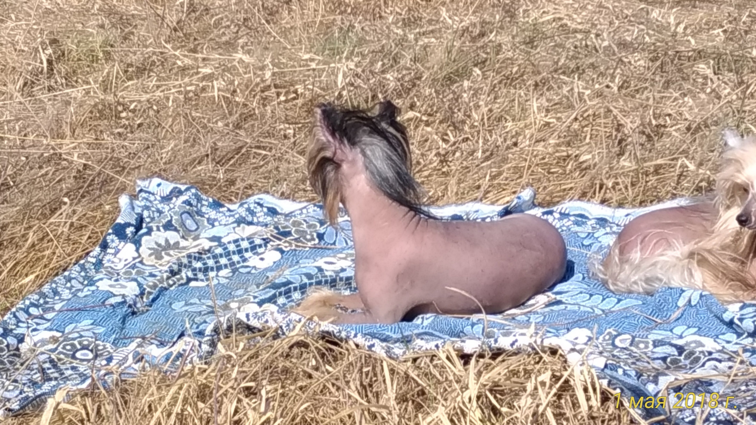 Adventure May 1, 2018 or a nursery on a walk. Chinese Crested Dog Kennel Poale Ell