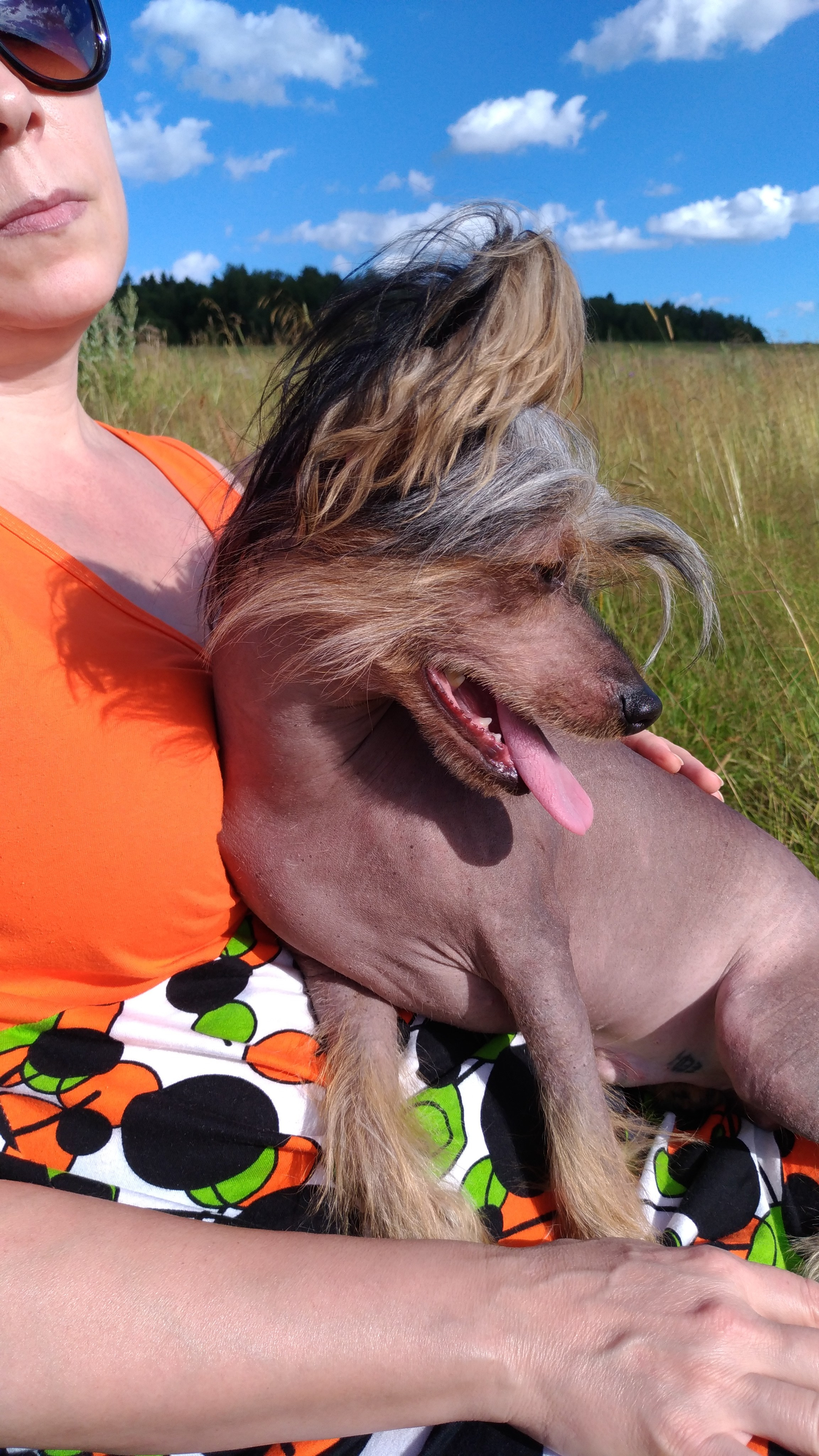 В поле под присмотром сокола. Питомник китайских хохлатых собак Poale Ell: купить щенка в питомнике