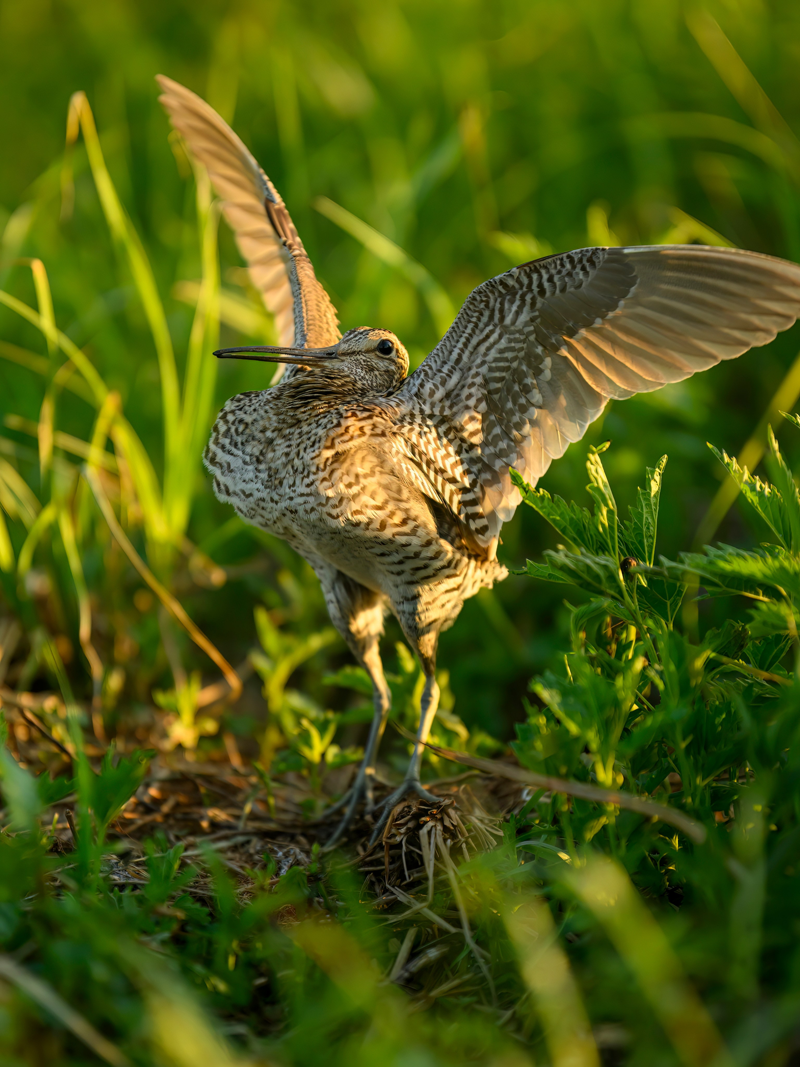 Дупелиный ток: настоящие гусары!. Фотограф Сергей Пупонин
