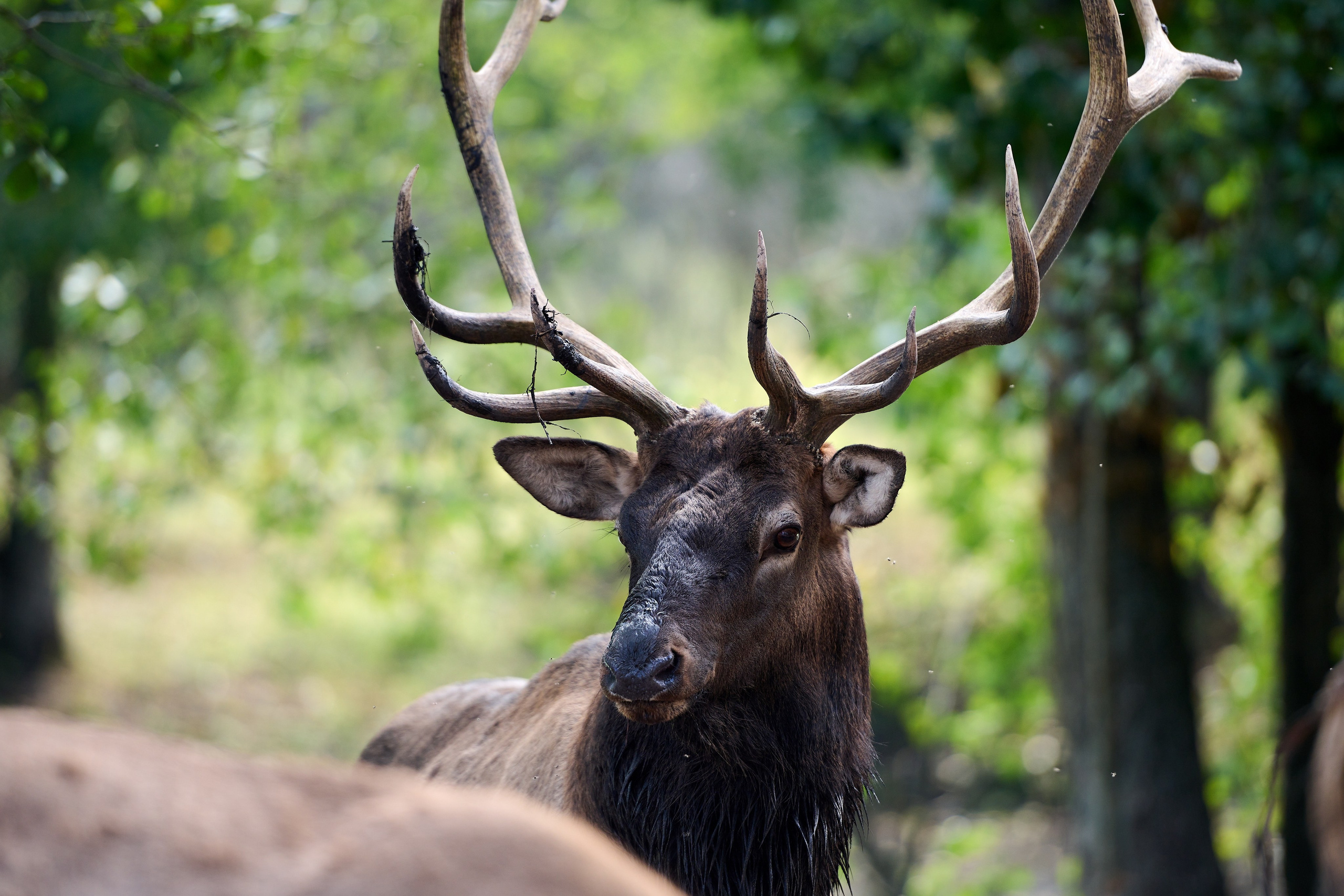 Кречет. Фотосъемка мероприятий