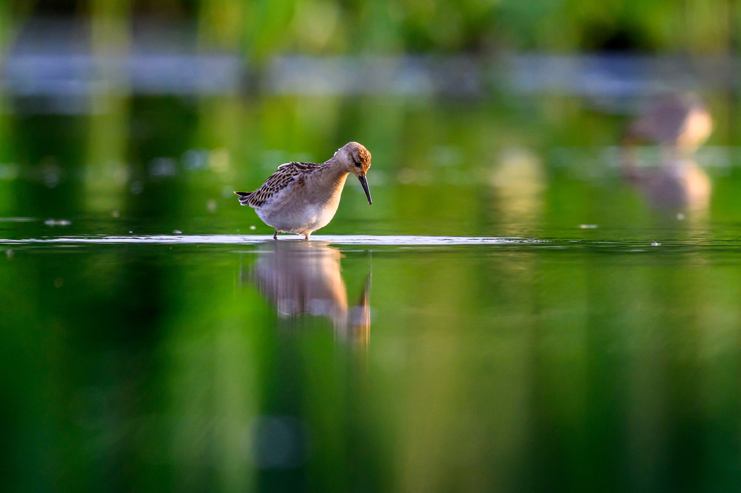 Веретенники, фифи и турухтаны. Godwits, Wood sandpipers and Ruffs. Фотограф Сергей Пупонин