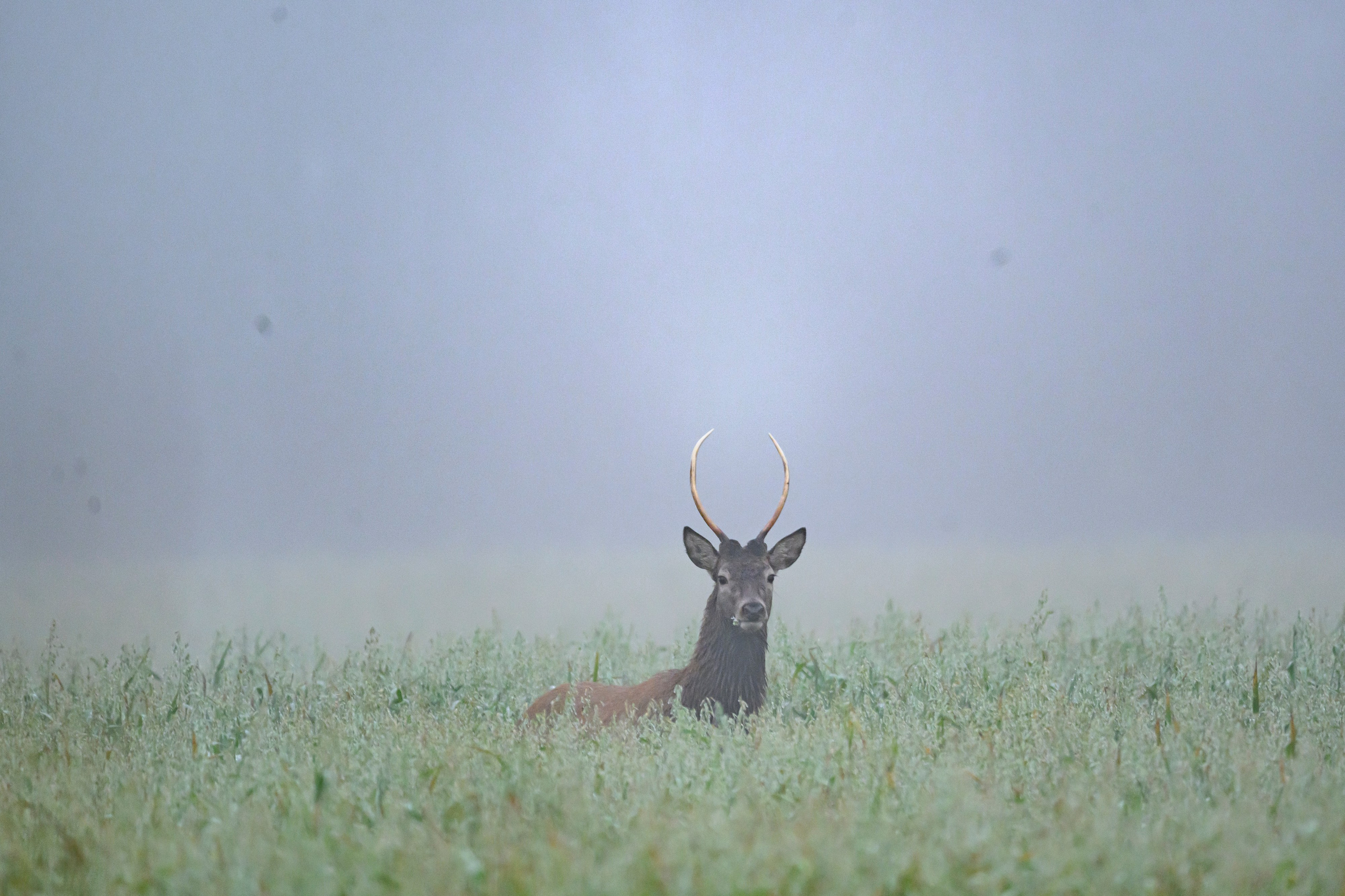 Олени IV. Wildlife photography by Sergey Puponin