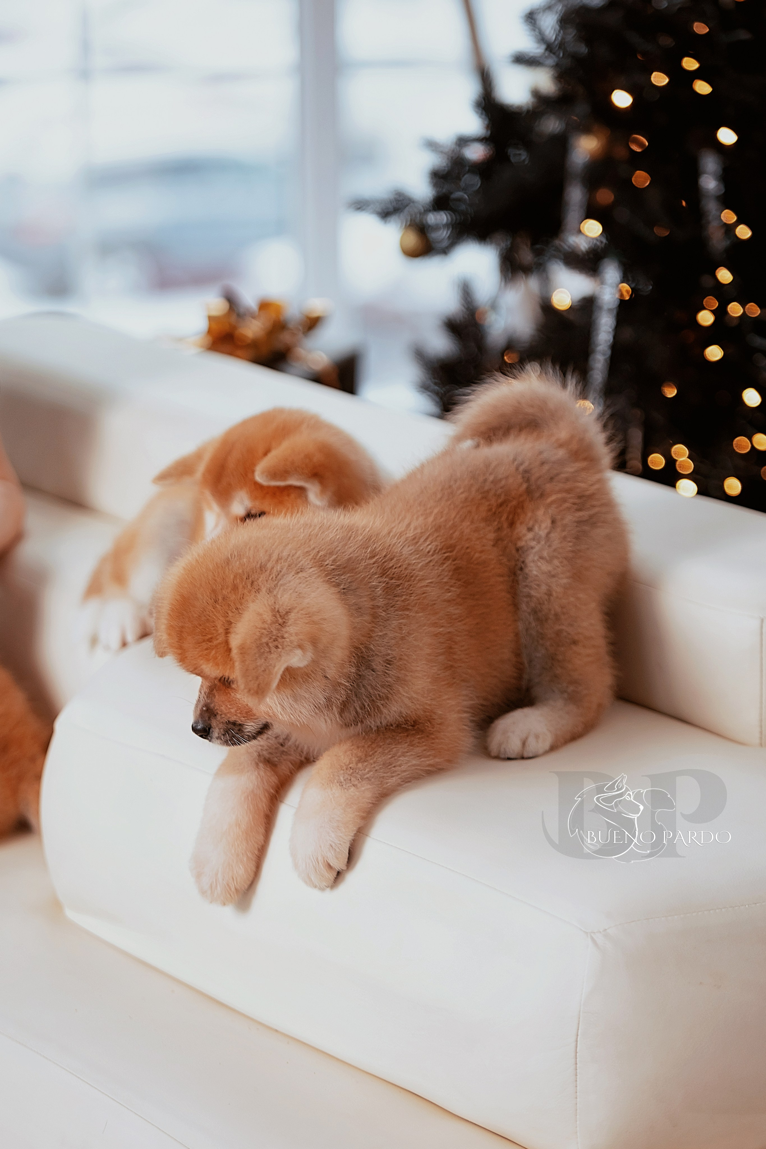 Щенки японской акита ину из питомника. Питомник собак Акита, Хаски, Корги