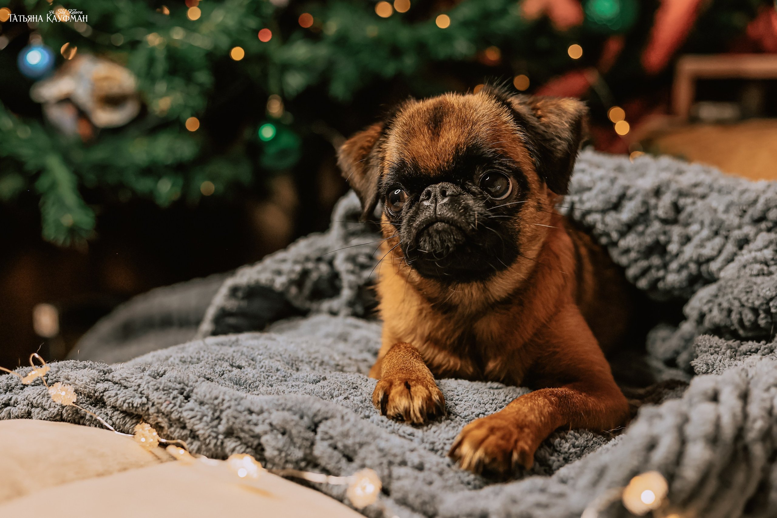 Малый брабансон, фотография брабансон, красивая собака, фотограф анималист, фотокурс Анималистика, научиться фотографировать собак, фотограф Новосибирск