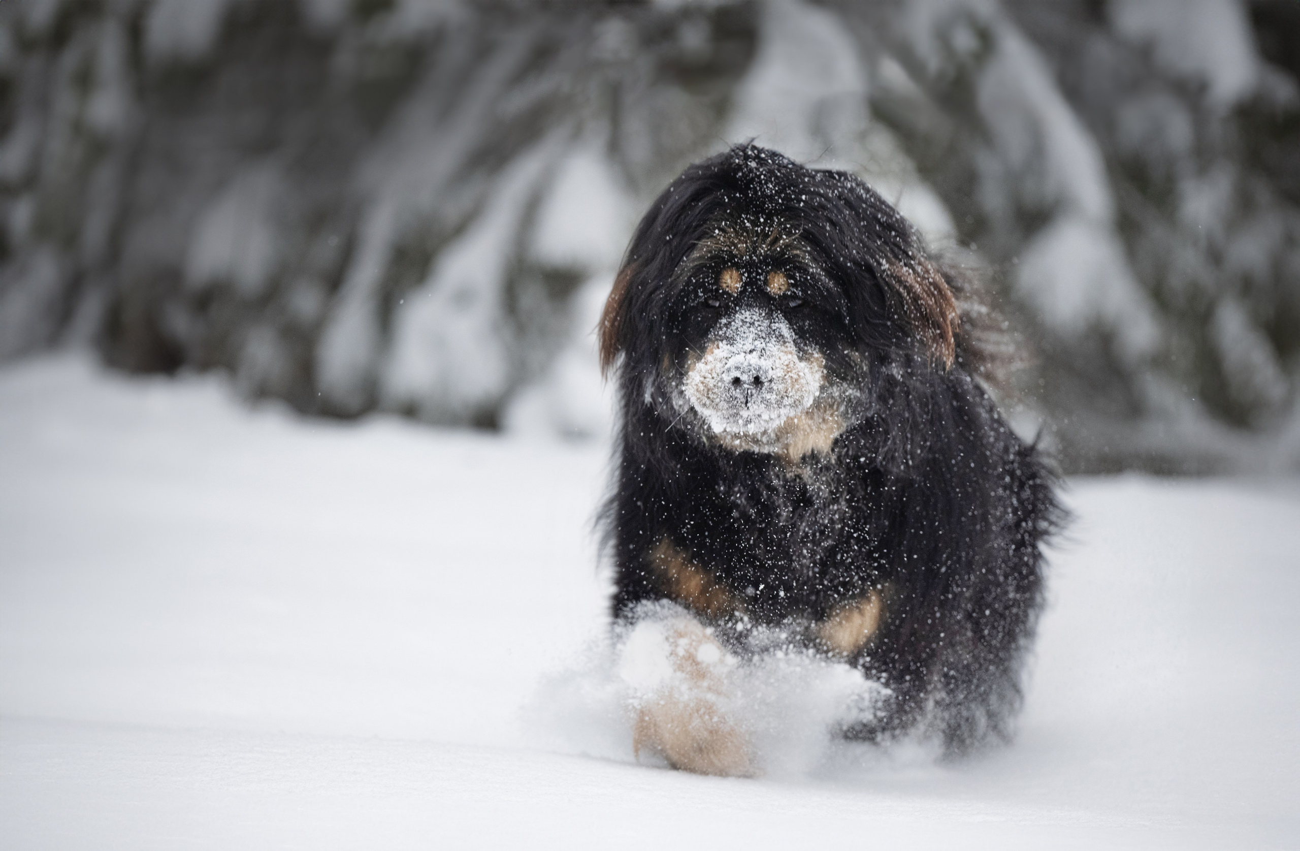 Мои Злата и Фред. -