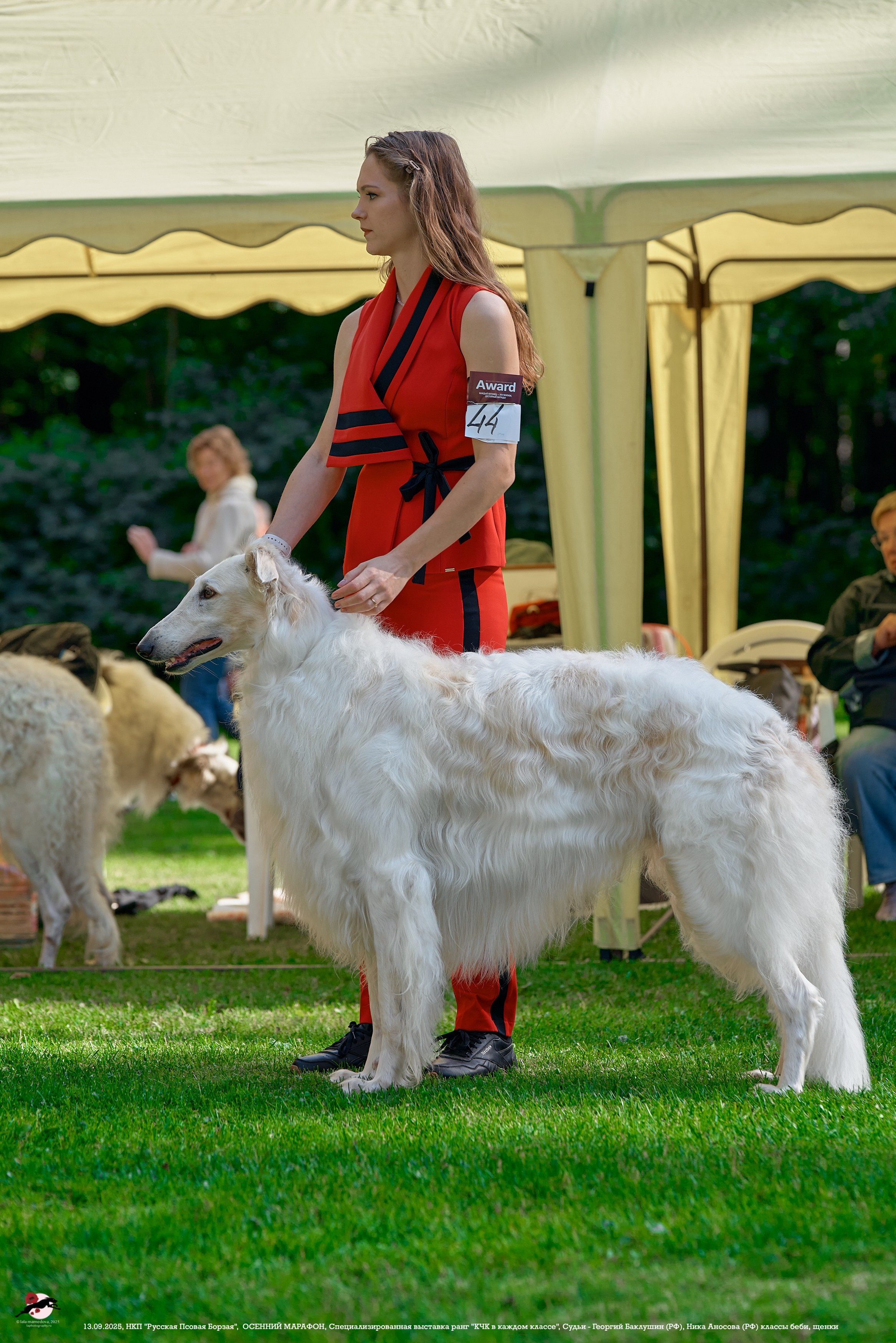 ОСЕННИЙ МАРАФОН | Специализированная выставка породы Русская Псовая Борзая ранг "КЧК в каждом классе"