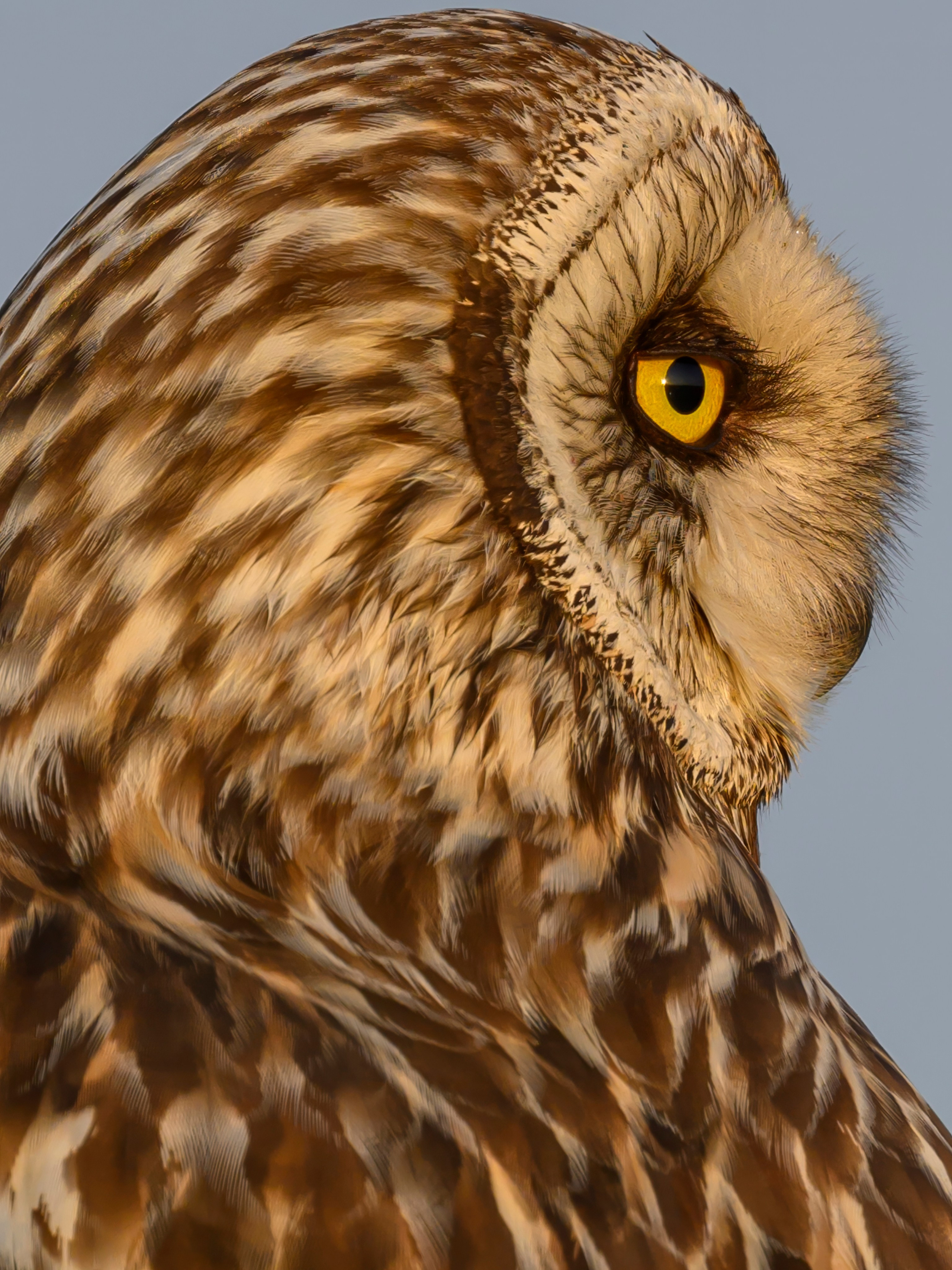 Совы и аисты. Owls and Storks. Wildlife photography by Sergey Puponin