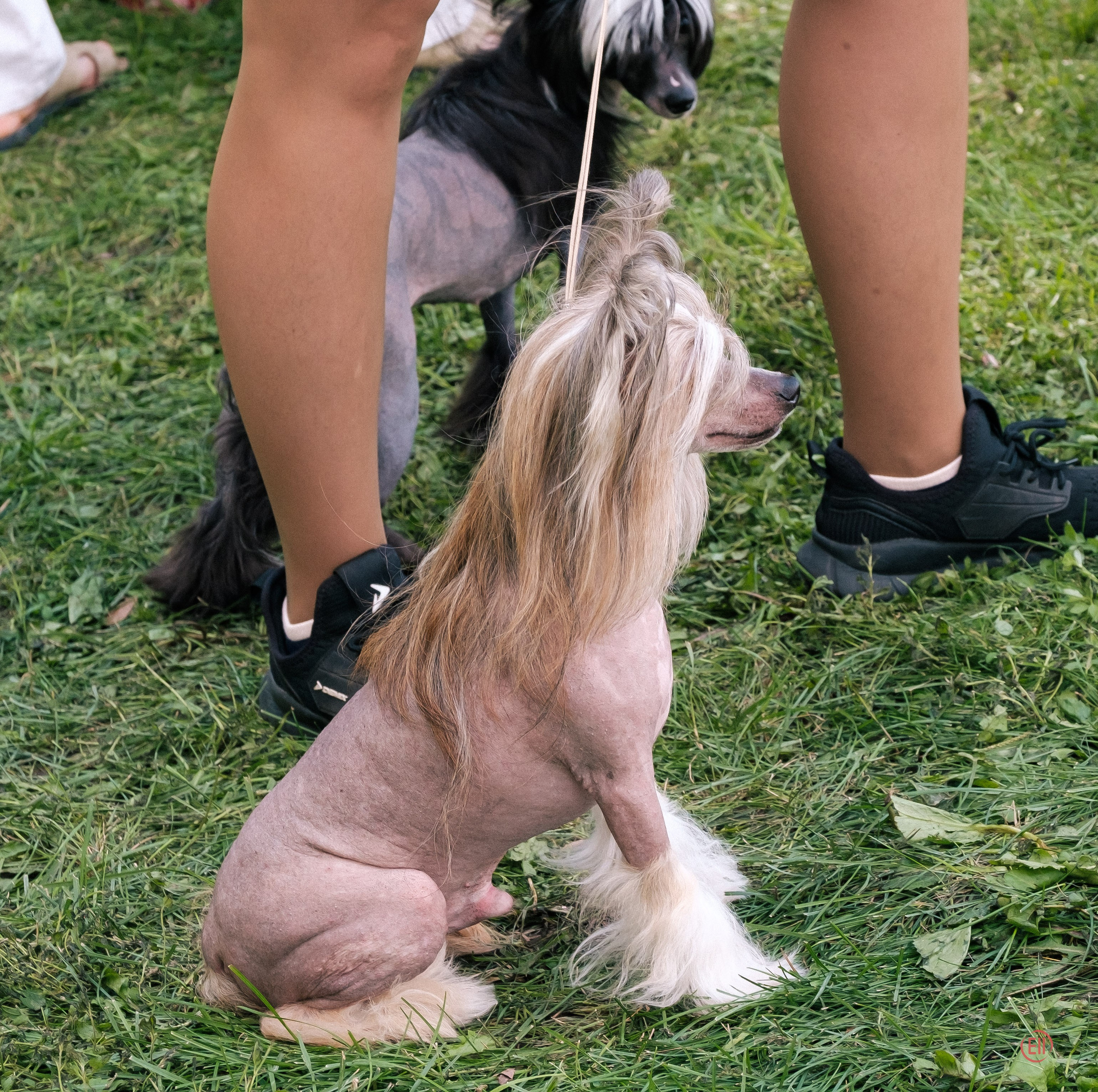 Липецк. Выставка собак. Питомник китайских хохлатых собак Poale Ell: купить щенка
