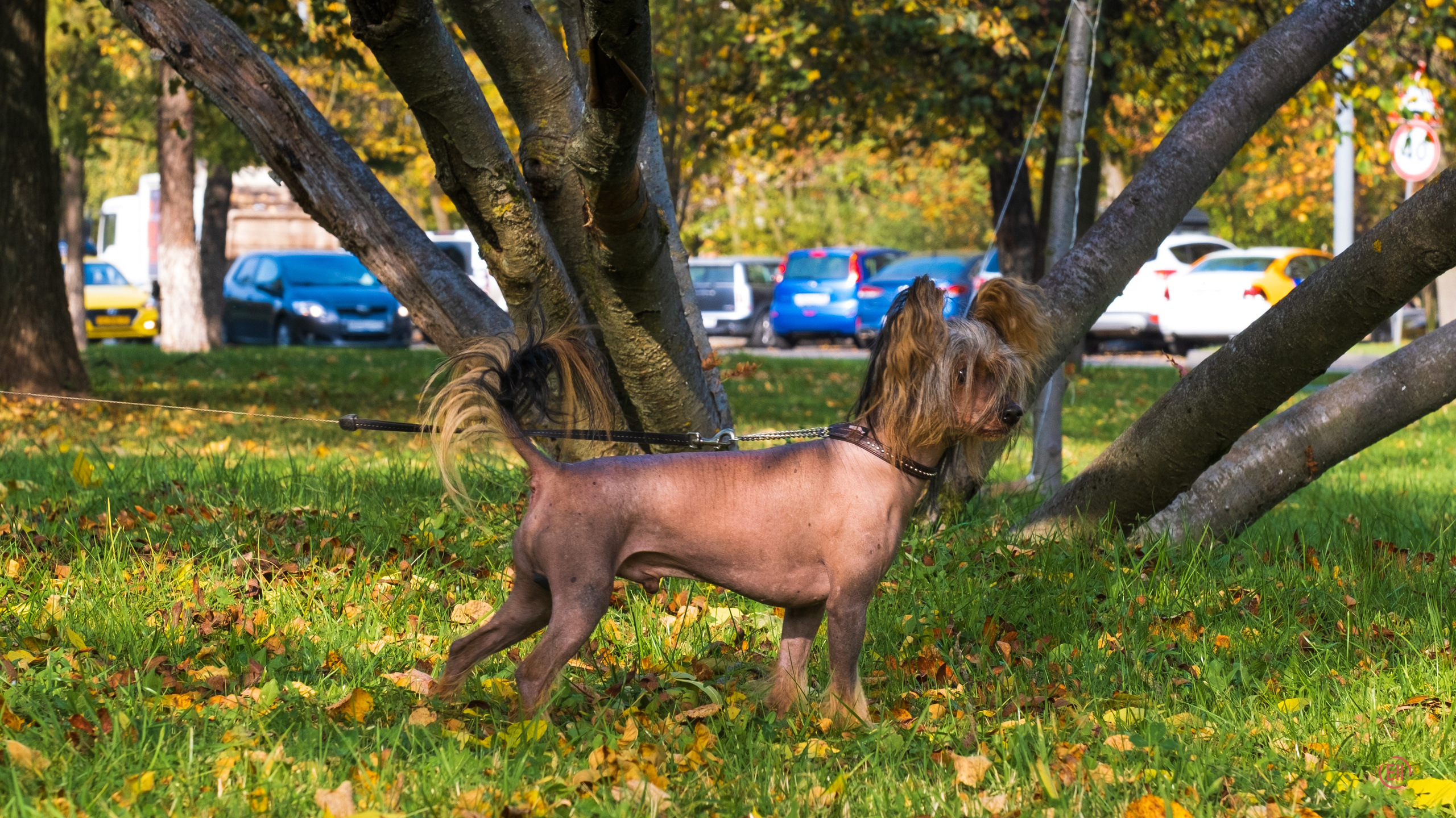 On a walk. Chinese Crested Dog Kennel Poale Ell