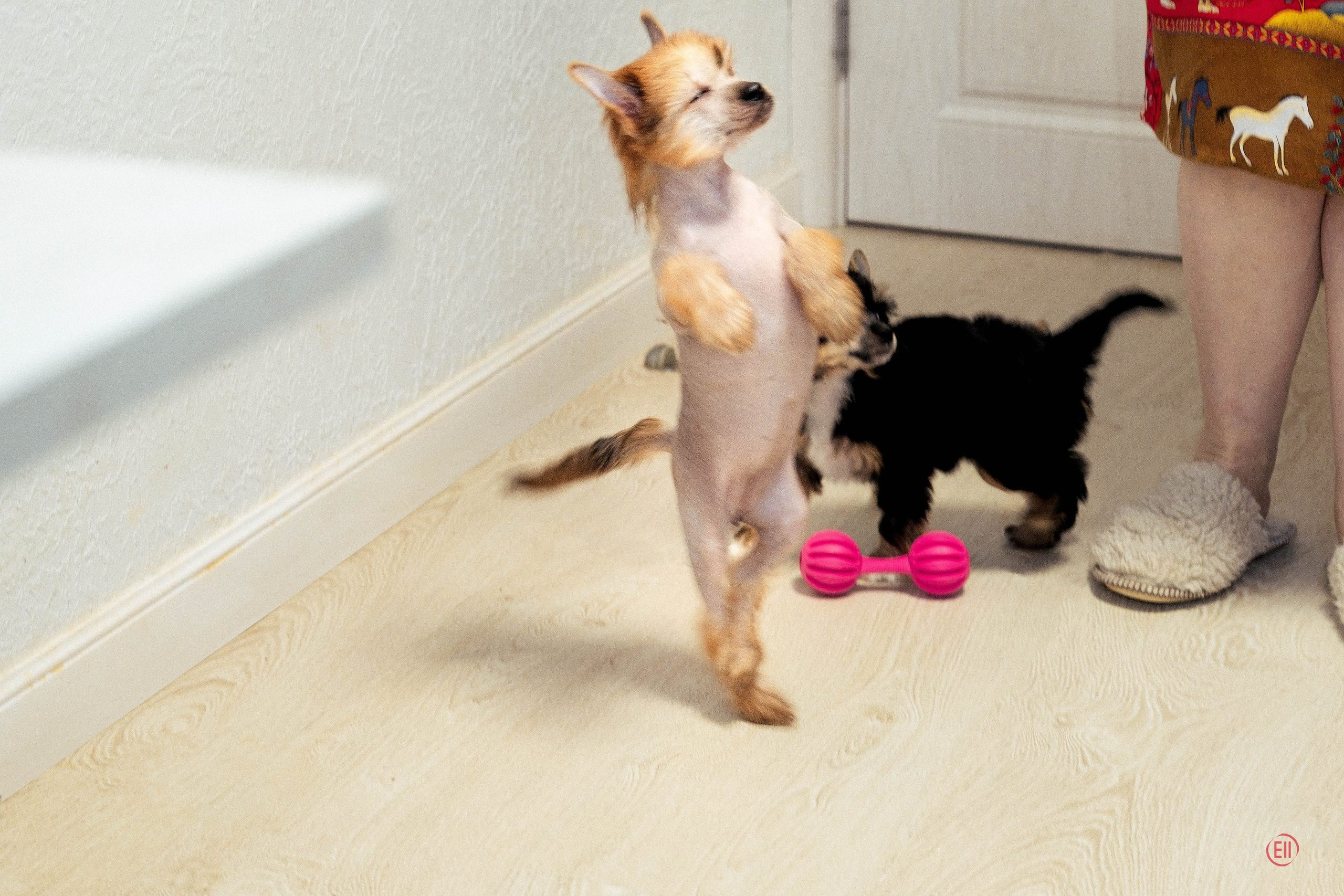 Poale Ell Gloria. Chinese Crested Dog Kennel Poale Ell