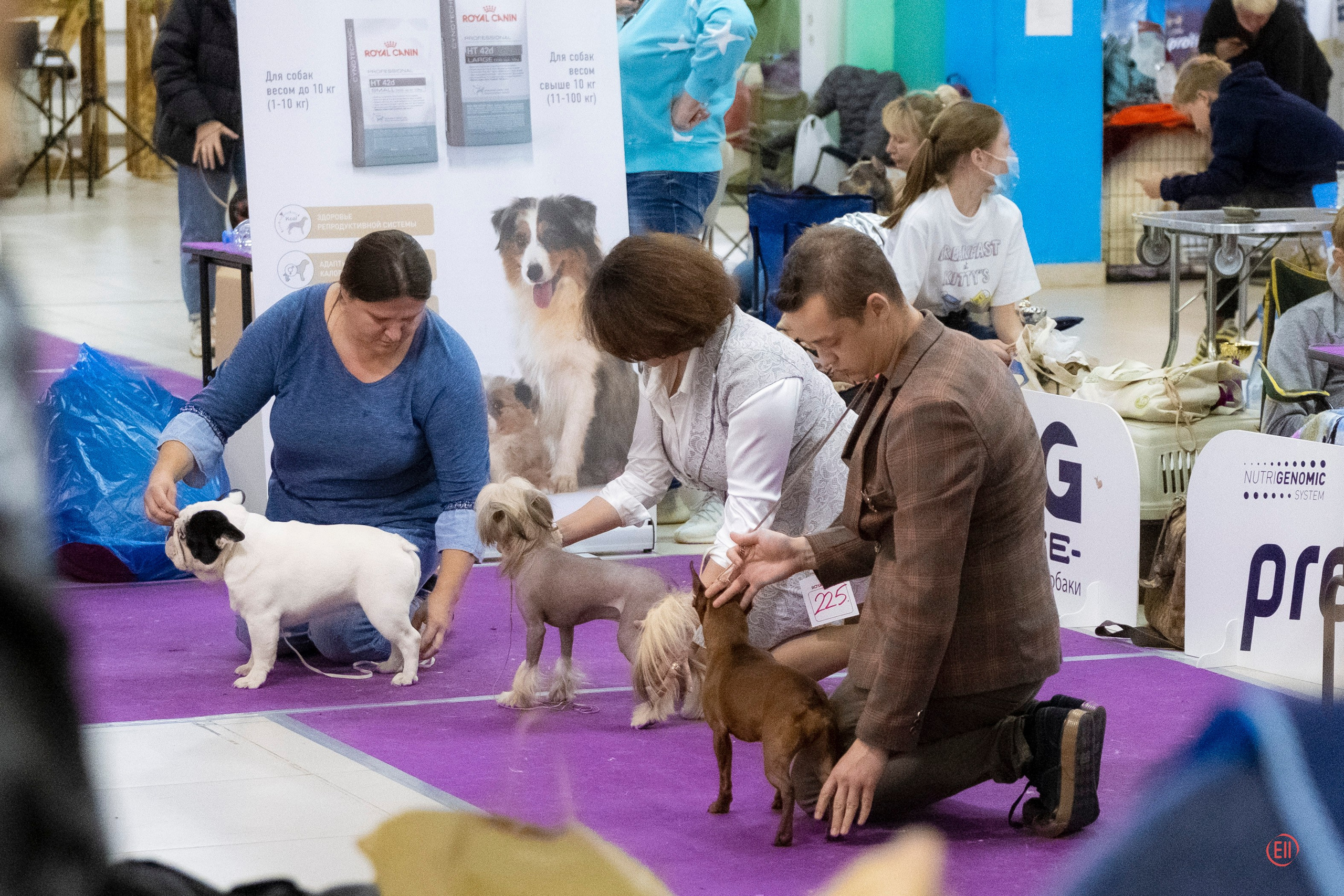 Poale Ell Cooper. Chinese Crested Dog Kennel Poale Ell