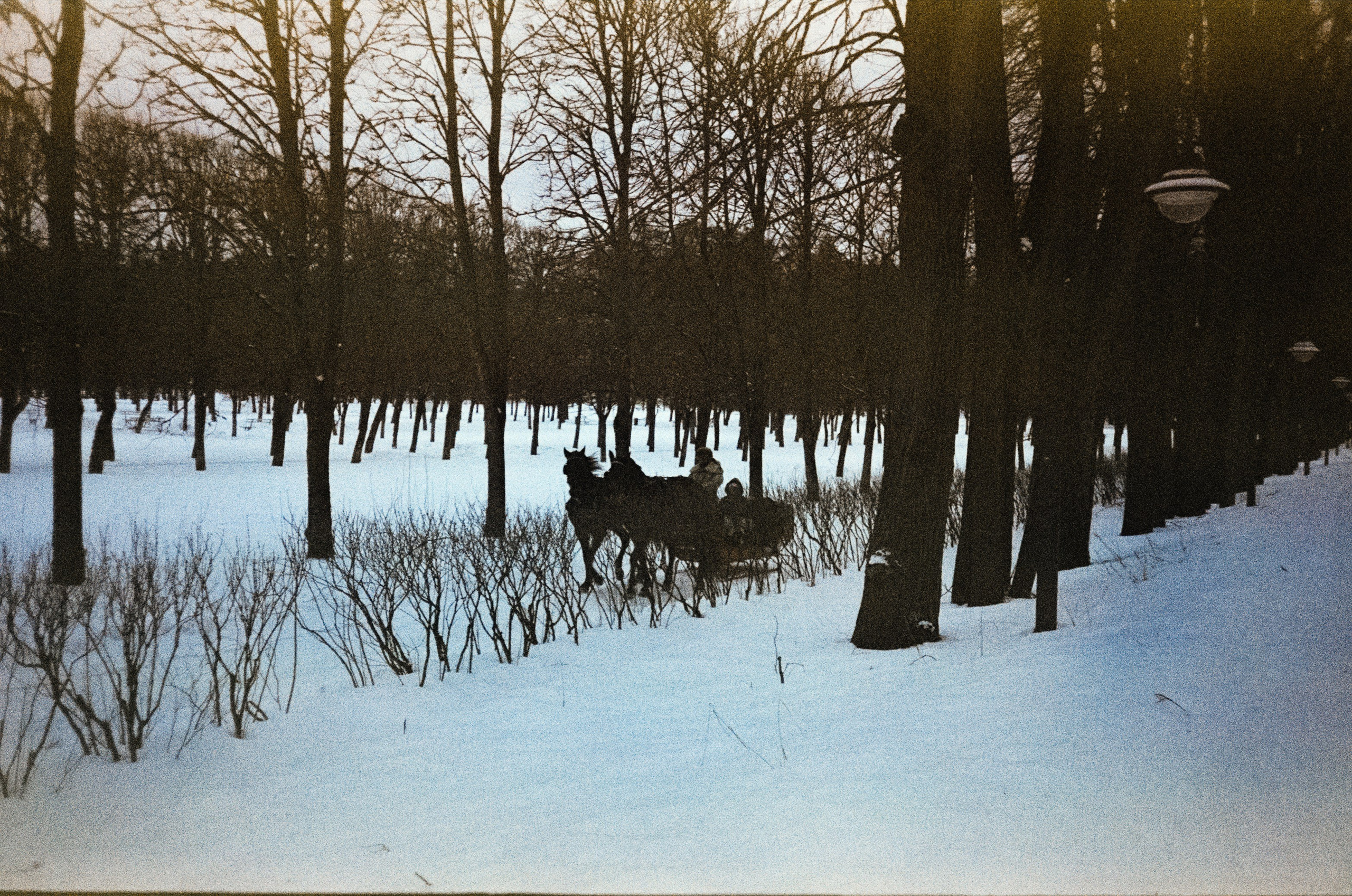 Fujicolor Superia 200 (просрочка) / Cosina CX-1 / 6 января 2025 года Усадьба Архангельское