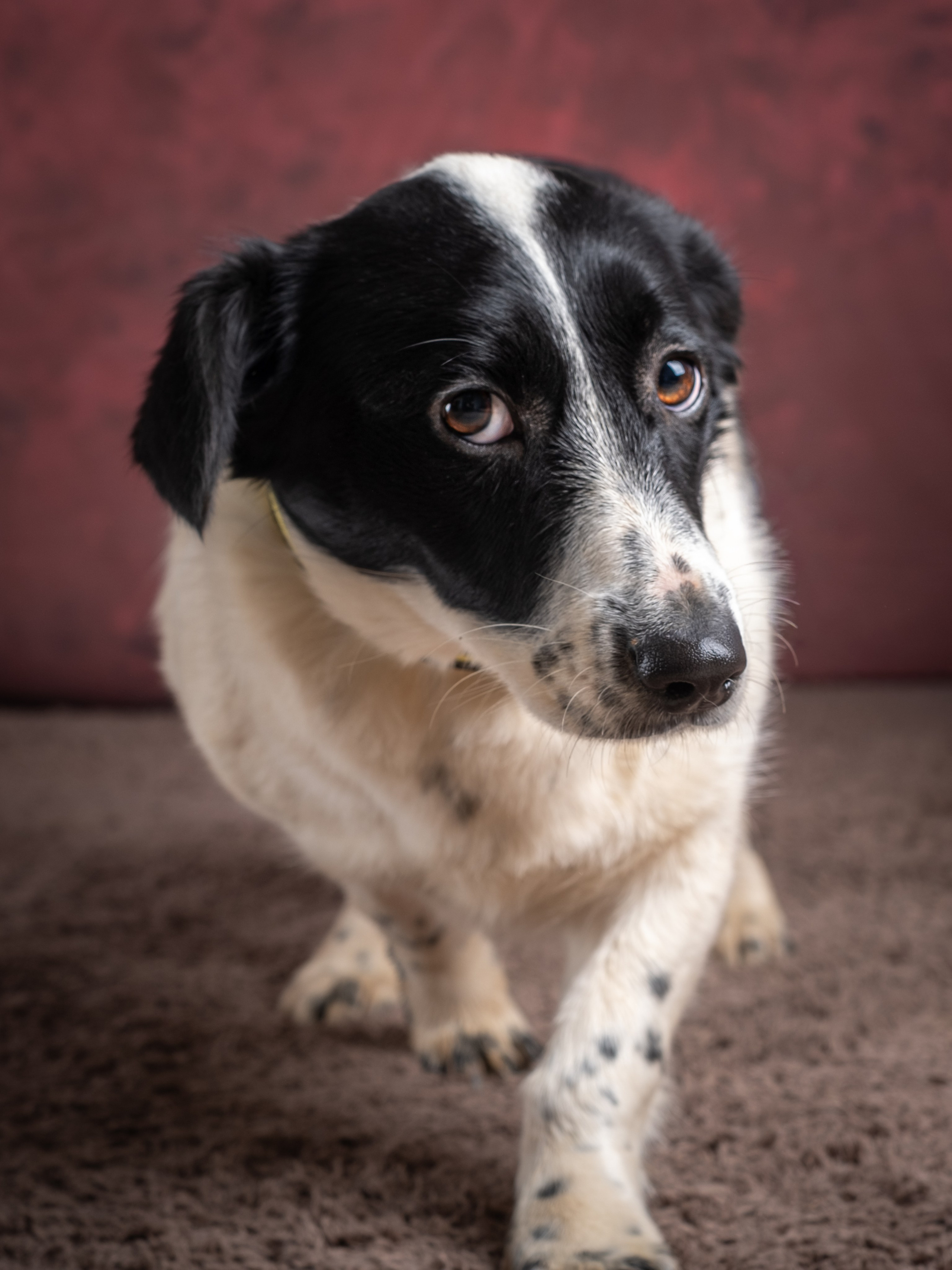 Съемки для пристройства!. Зоофотограф, фотограф животных в Москве и области Дина Дамоцева