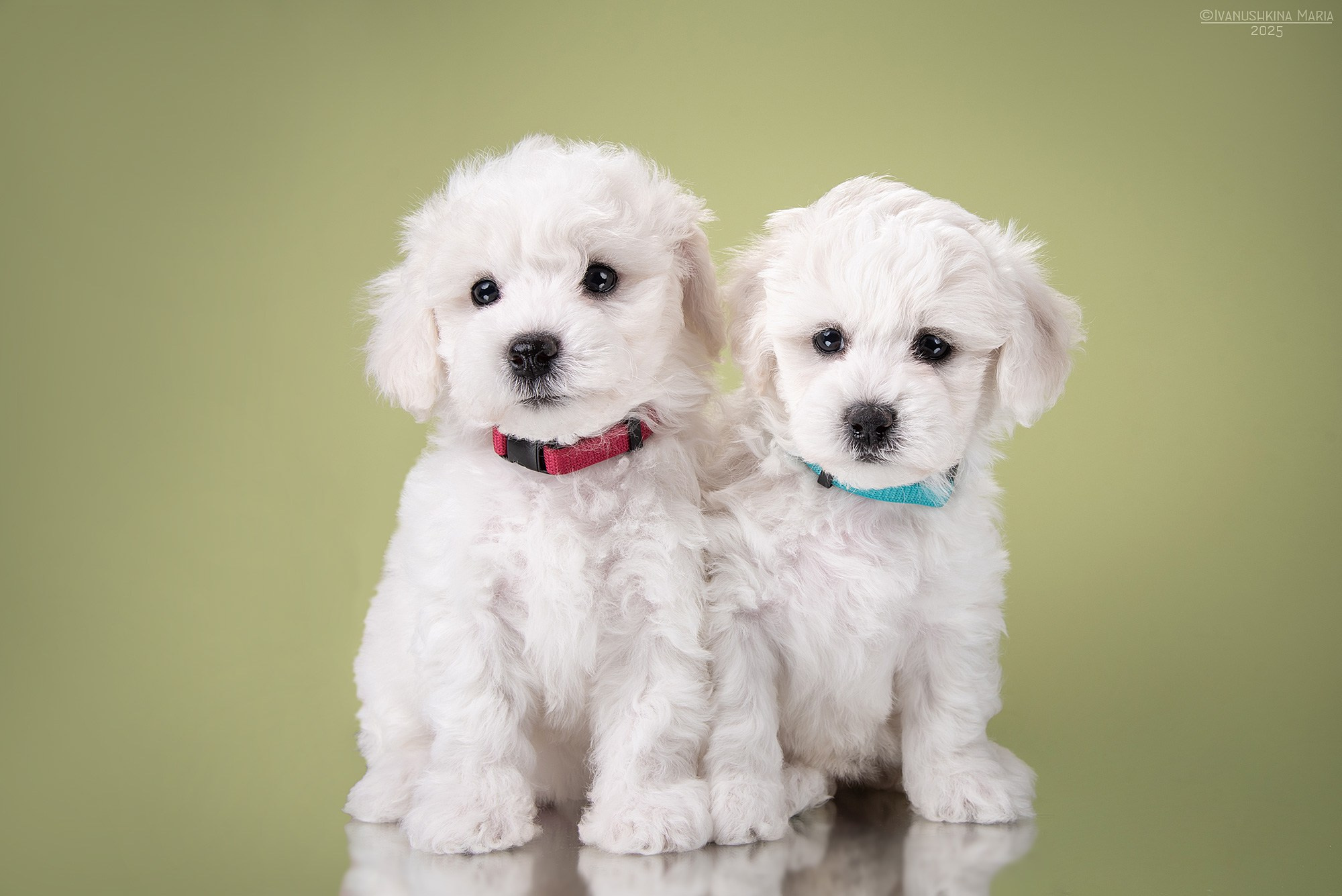 щенки бишон фризе