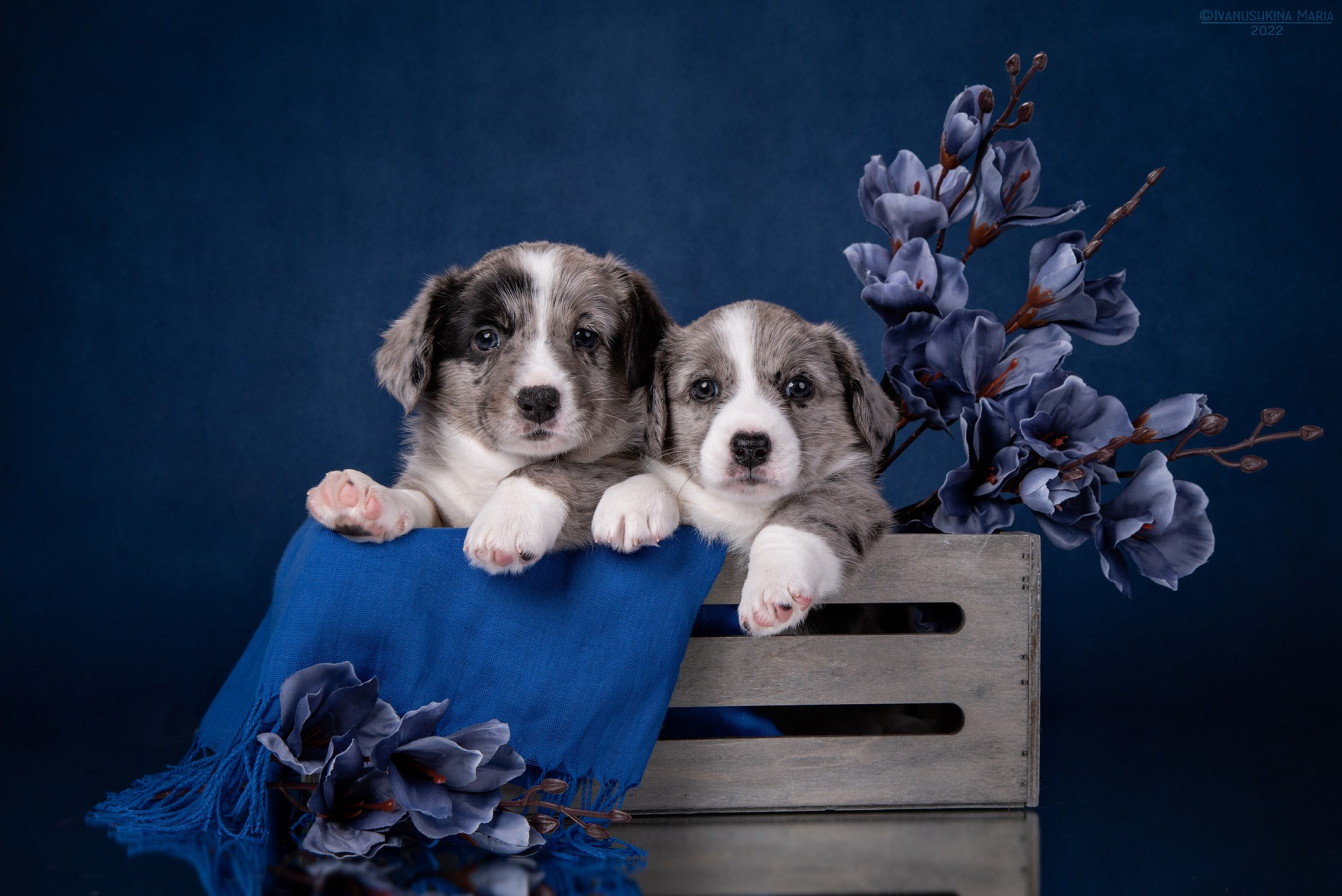 Фотосессия щенков на фонах. Фотограф собак в Москве и Московской области Иванушкина Мария