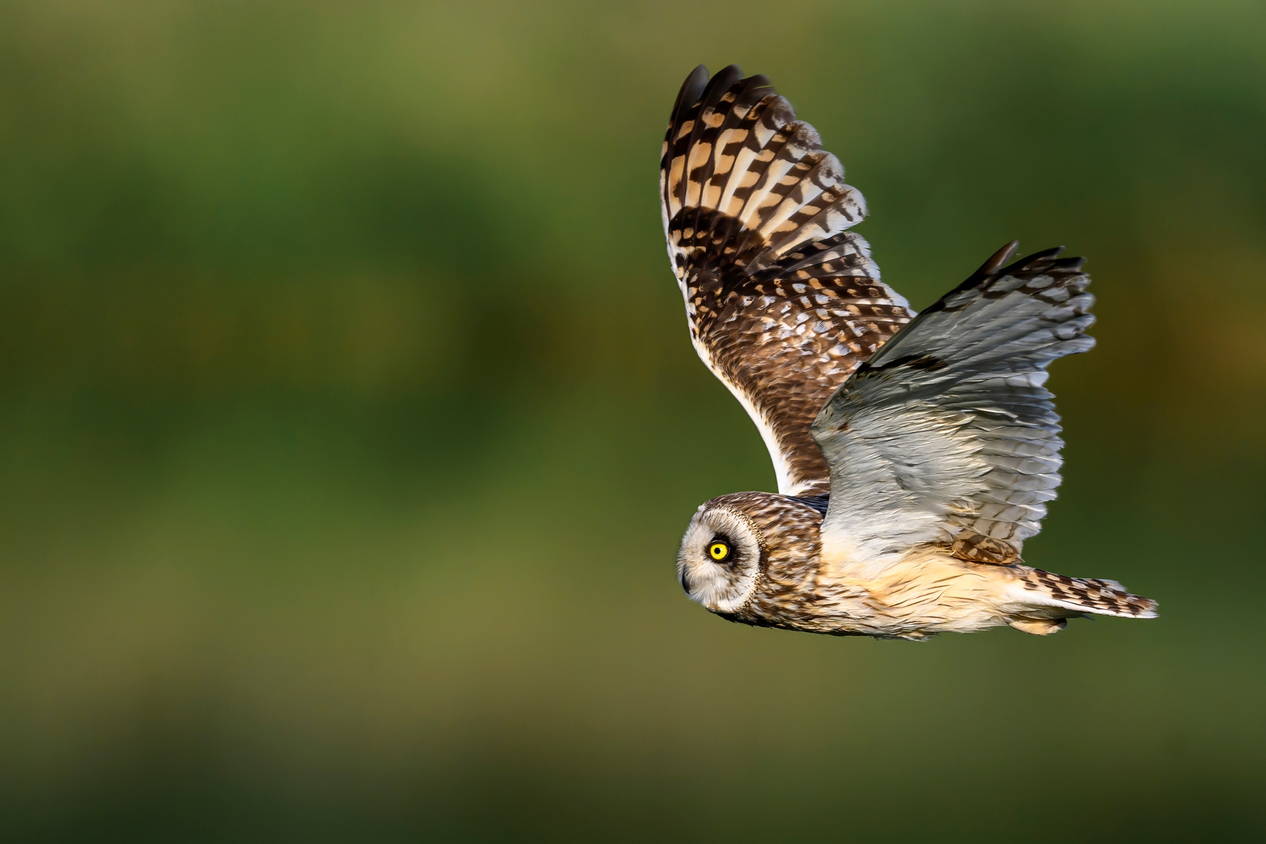 Слеток болотной совы. Wildlife photography by Sergey Puponin